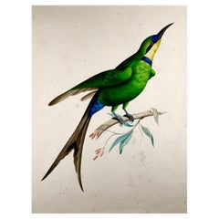 1795 C. Giuseppe Troni '1739-1810', Bee Eater Bird, Large Gouache and Tempera