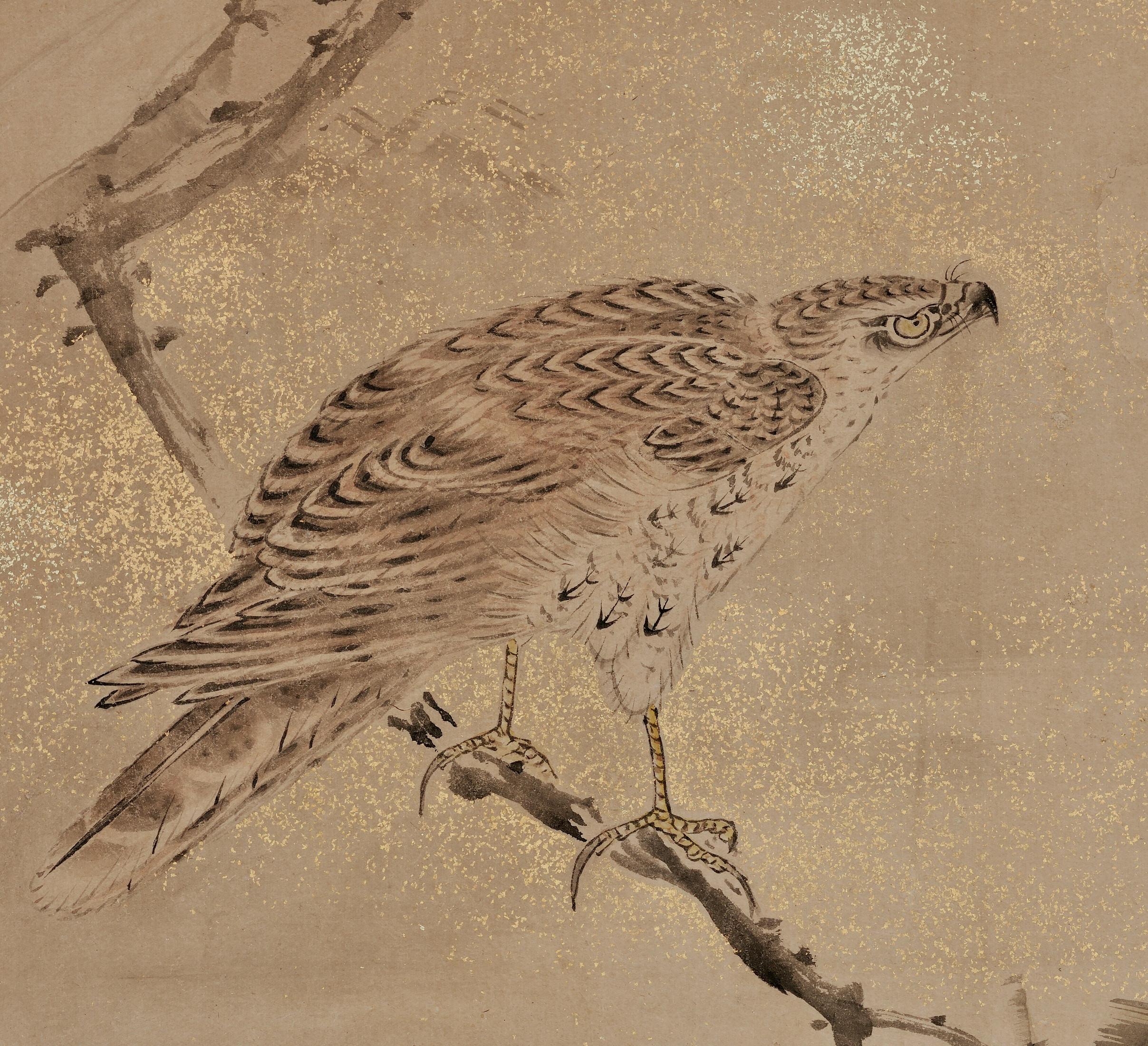 japanese falcon