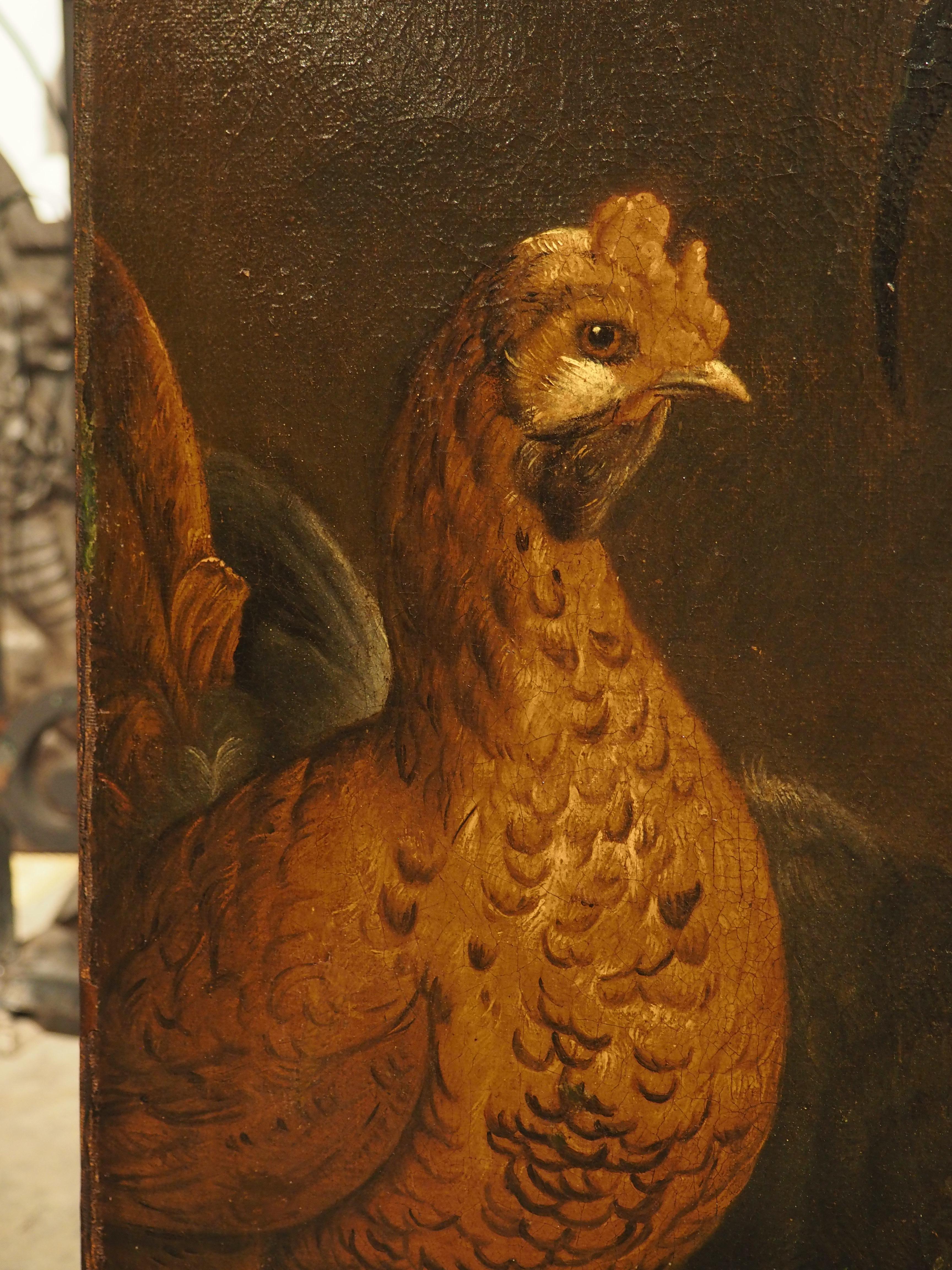 dutch rooster