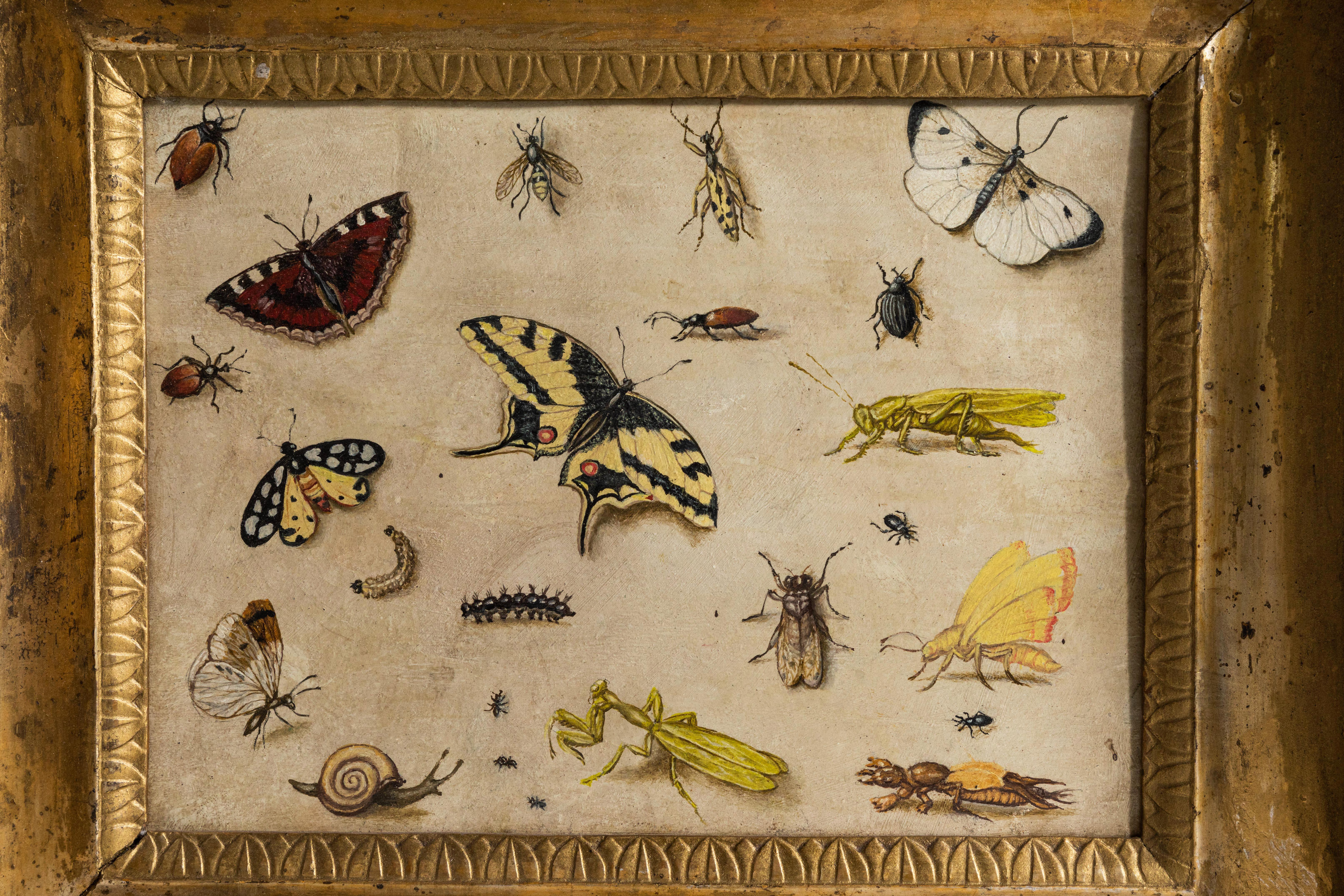 Stunningly rendered, 17th century, richly colored, oil-on-copper painting of insect specimens from the circle of important Flemish artist, Jan vans Kessel (1626-1679). Held in a period, giltwood frame.

Unframed dimensions: 8.75” H x 10.5” W.