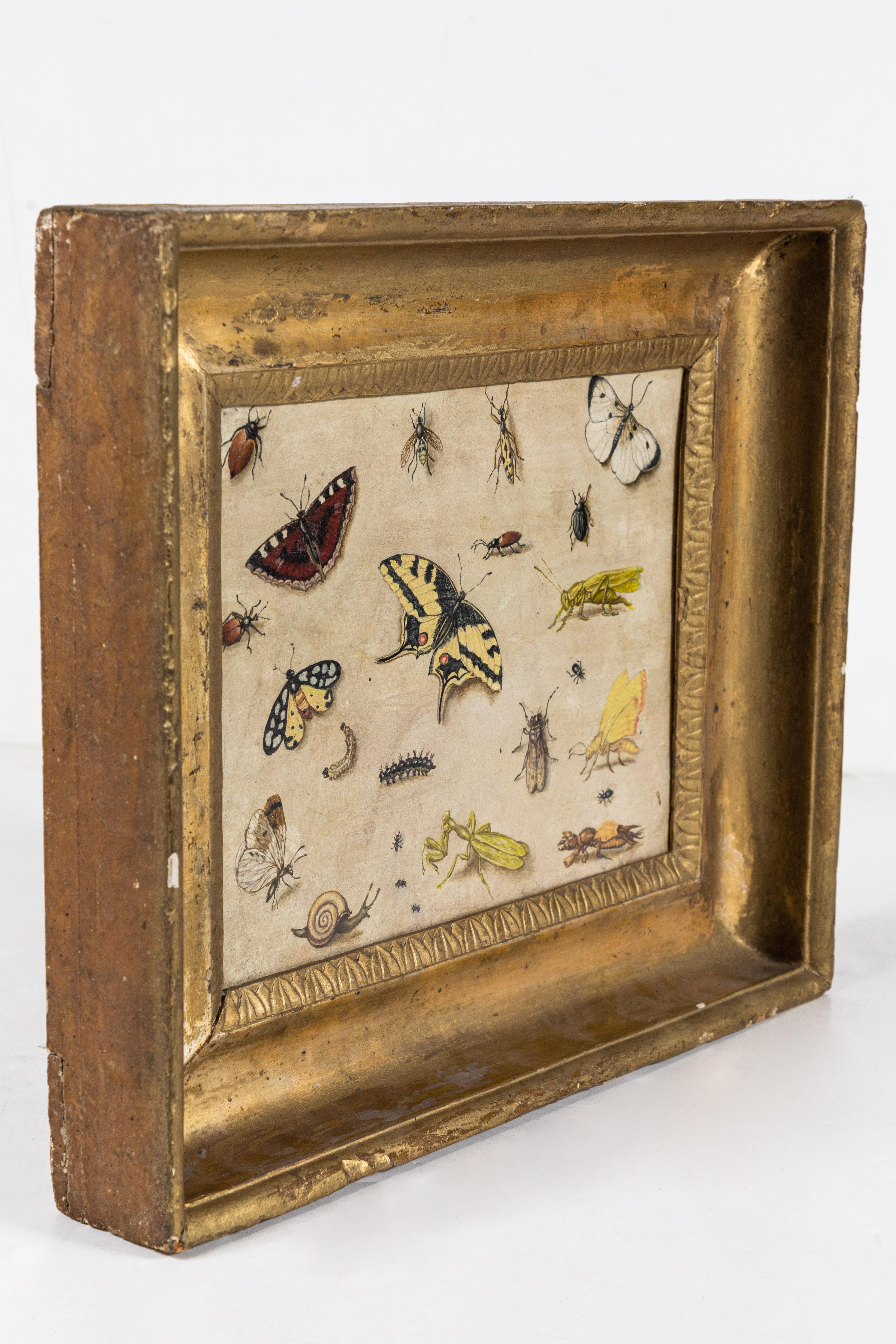 Hand-Painted 17th Century, Insect Specimen Painting