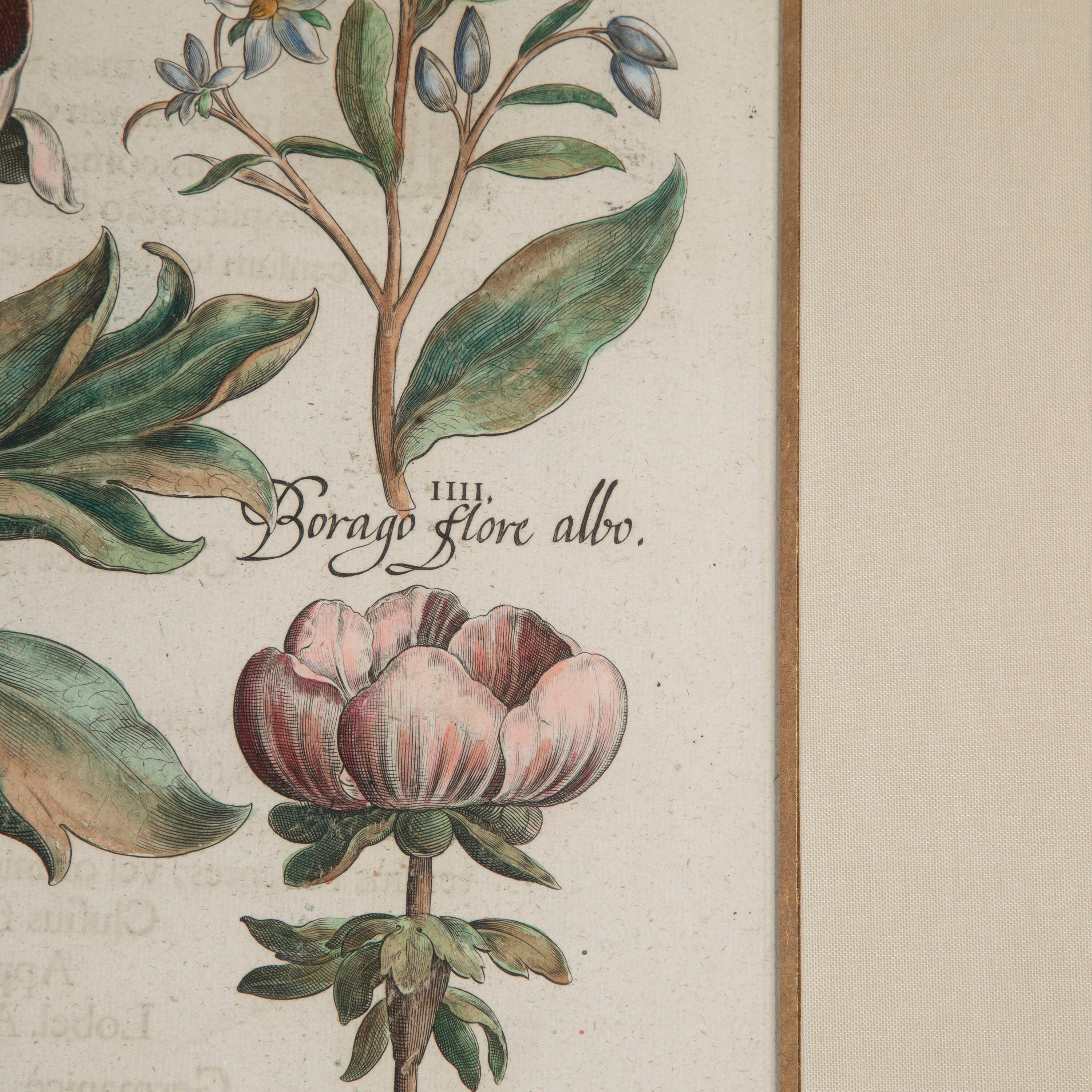 17th Century Besler of a Peony Print In Good Condition In Tetbury, Gloucestershire