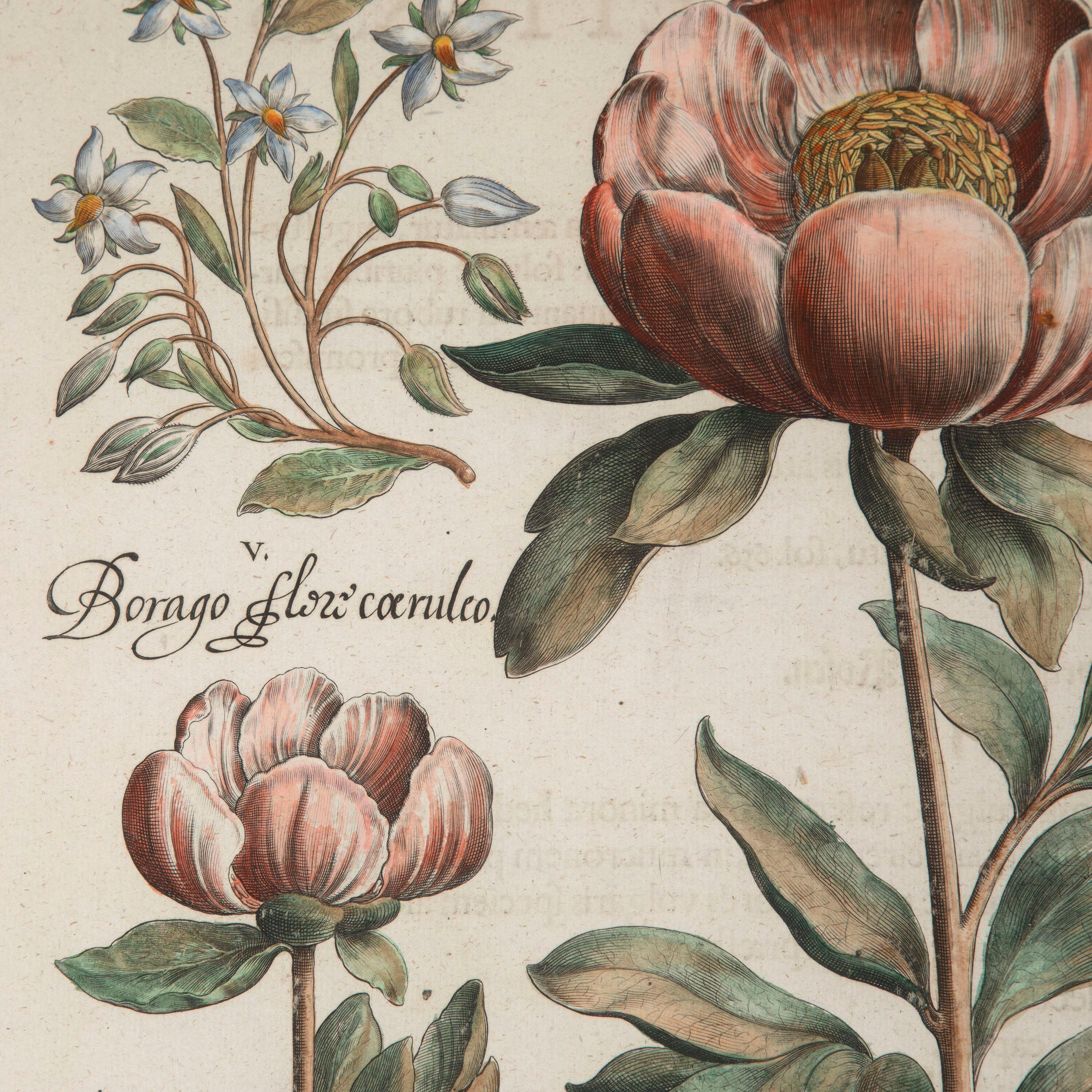 18th Century and Earlier 17th Century Besler of a Peony Print