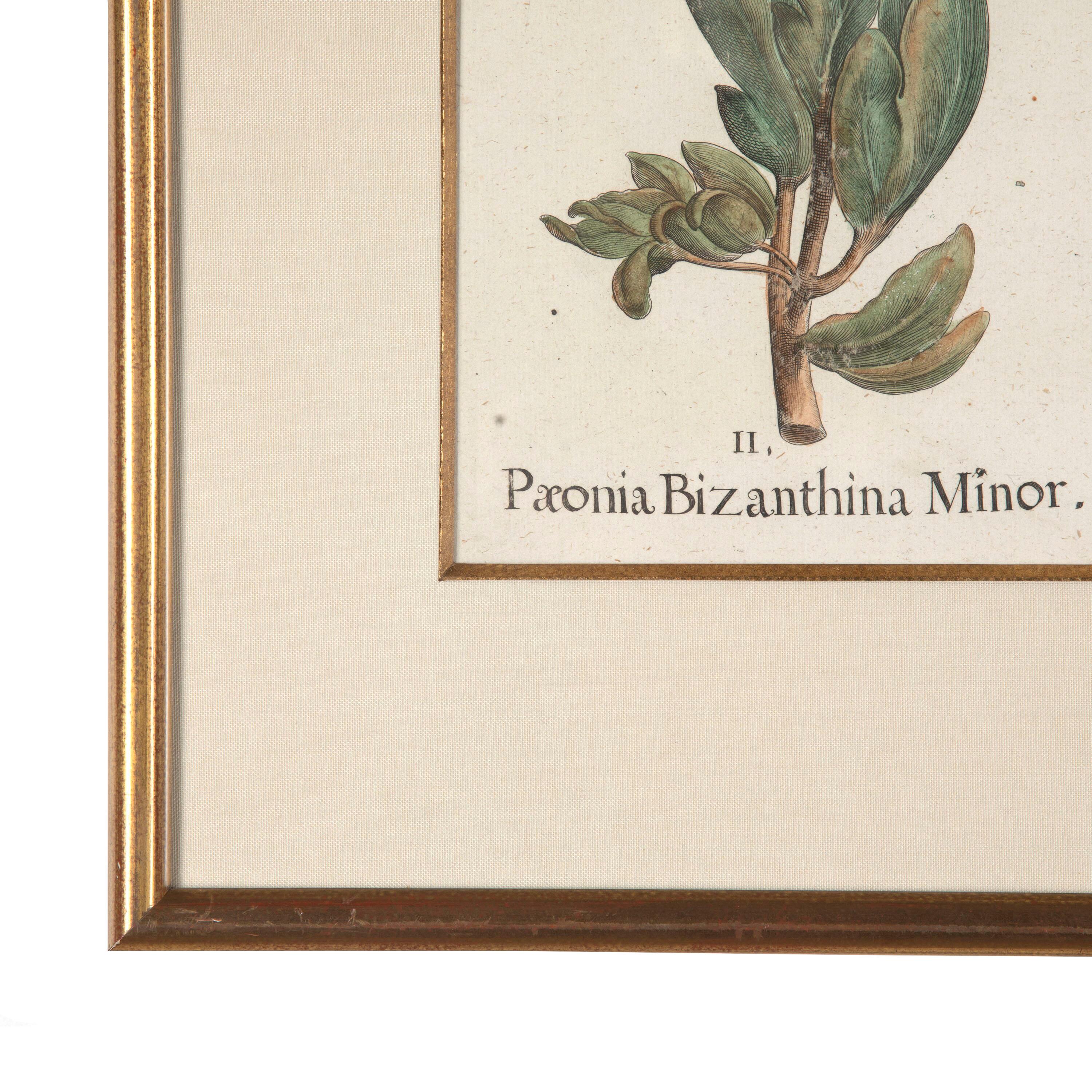 Paper 17th Century Besler of a Peony Print