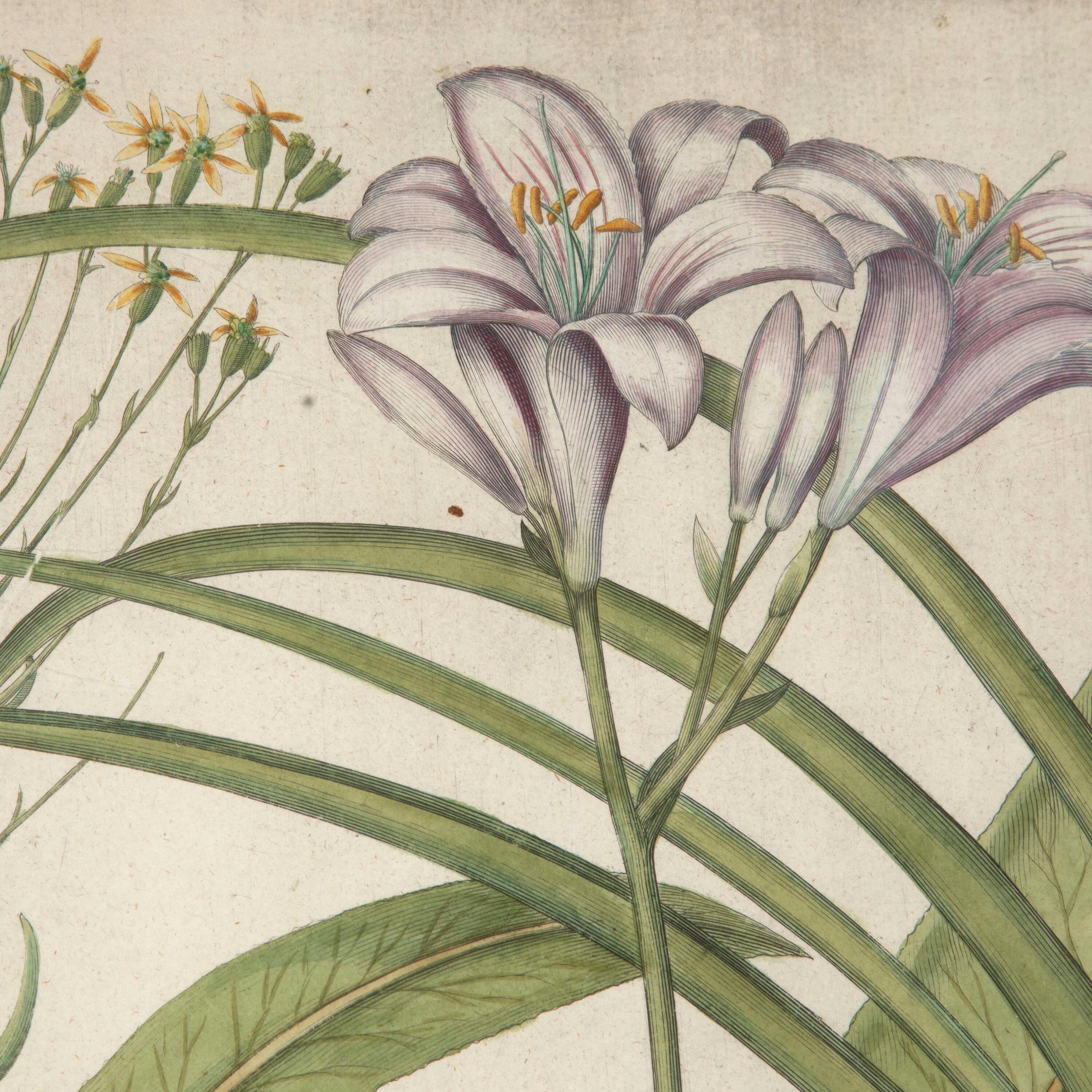 Stunning 17th century Tawny Day Lilly botanical engraving, by Basilius Besler. 

Basilius Besler (1561-1629) was a prominent botanist and apothecarist in Nuremberg. He was tasked with curating the garden of Johann Konrad von Gemmingen, the Prince