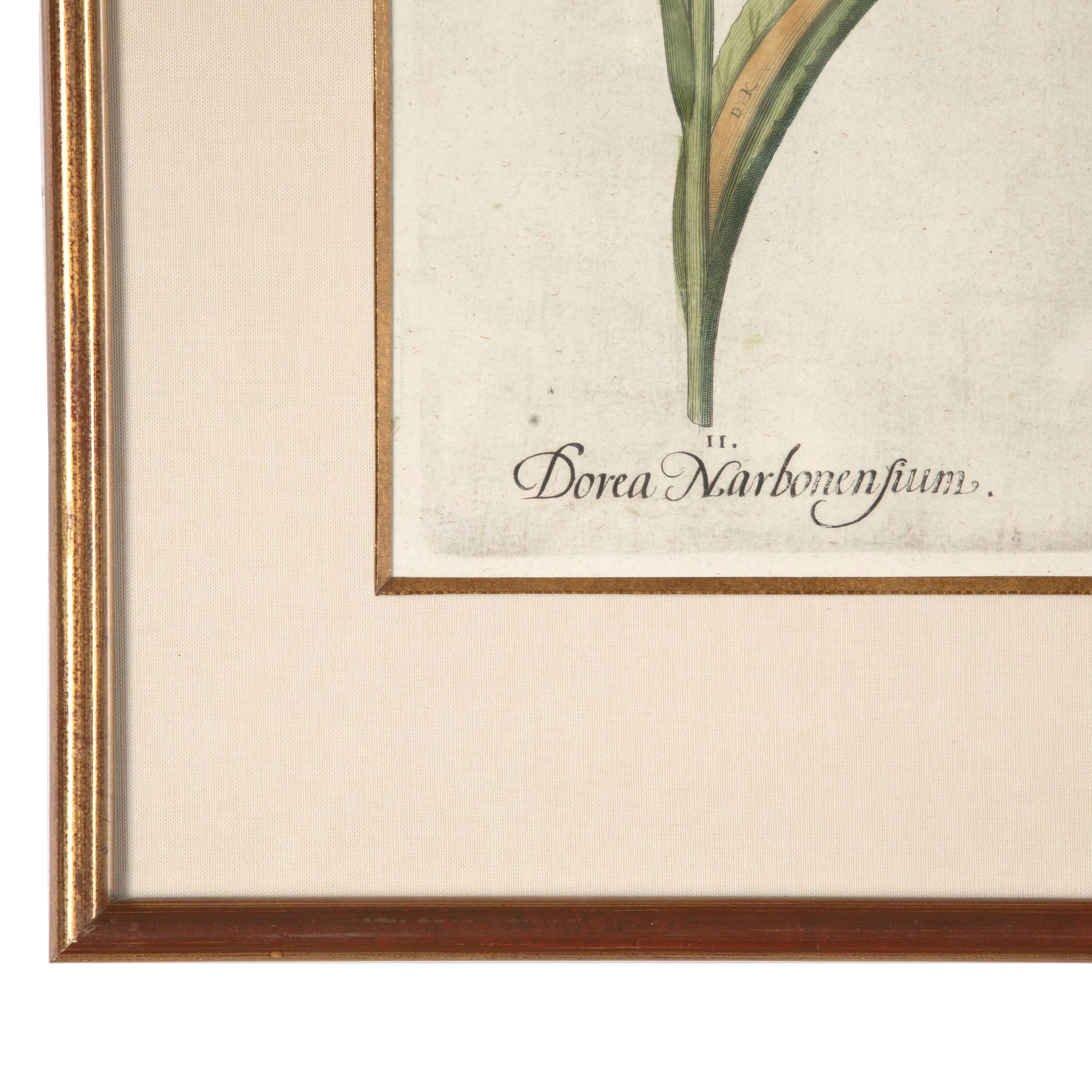 18th Century and Earlier 17th Century Besler of a Tawny Day Lilly Print