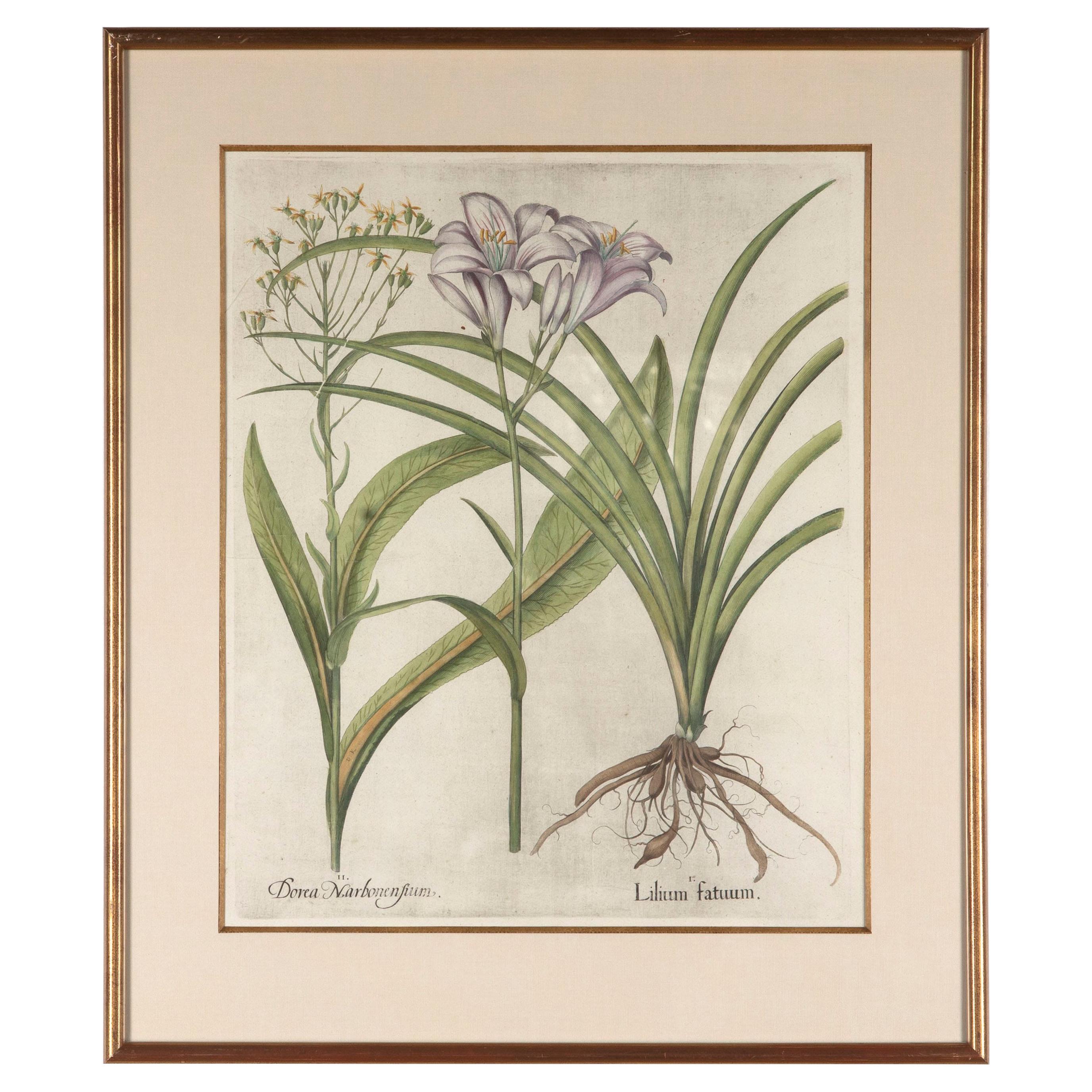 17th Century Besler of a Tawny Day Lilly Print
