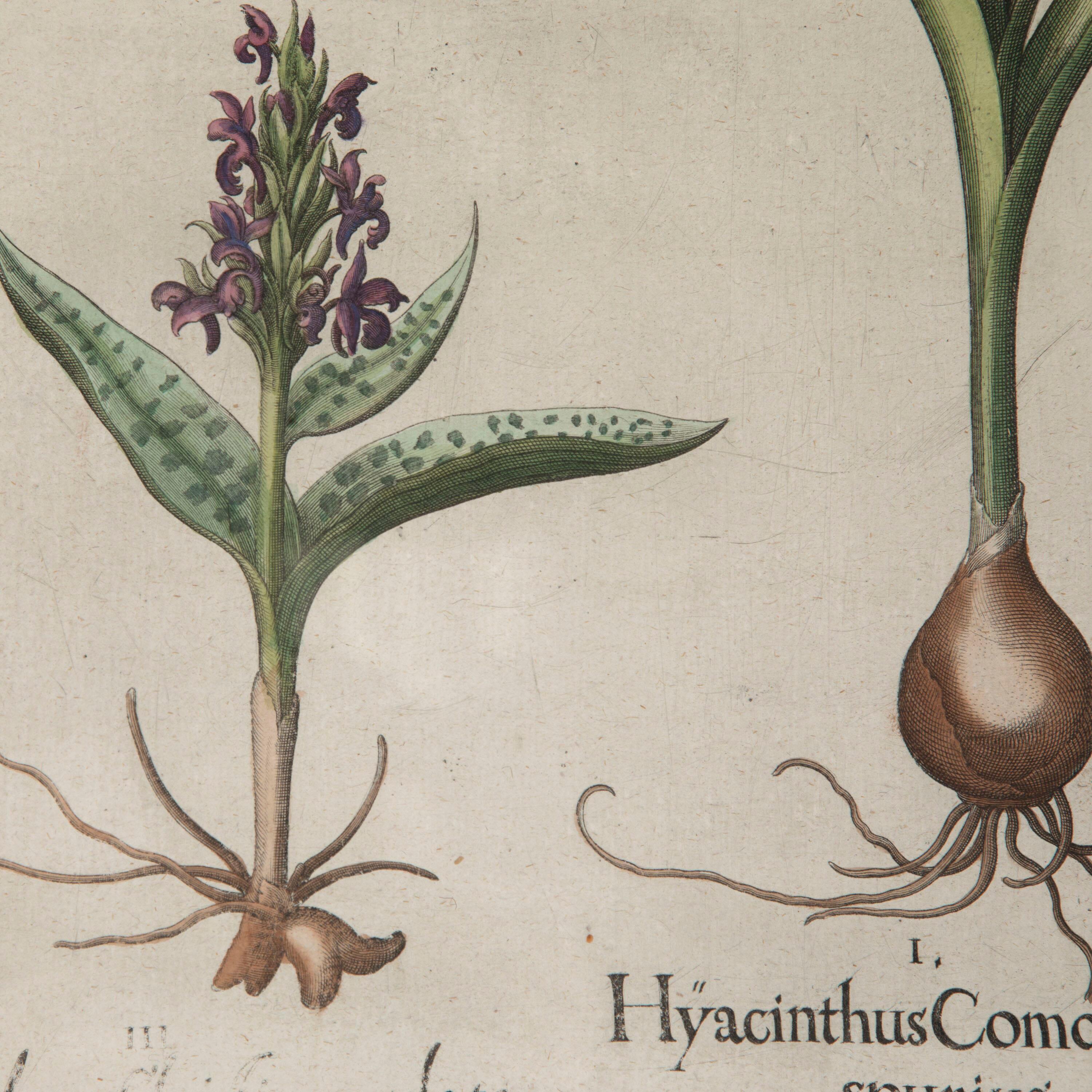 Stunning 17th century Hyacinth botanical engraving, by Basilius Besler. 

Basilius Besler (1561-1629) was a prominent botanist and apothecarist in Nuremberg. He was tasked with curating the garden of Johann Konrad von Gemmingen, the Prince Bishop