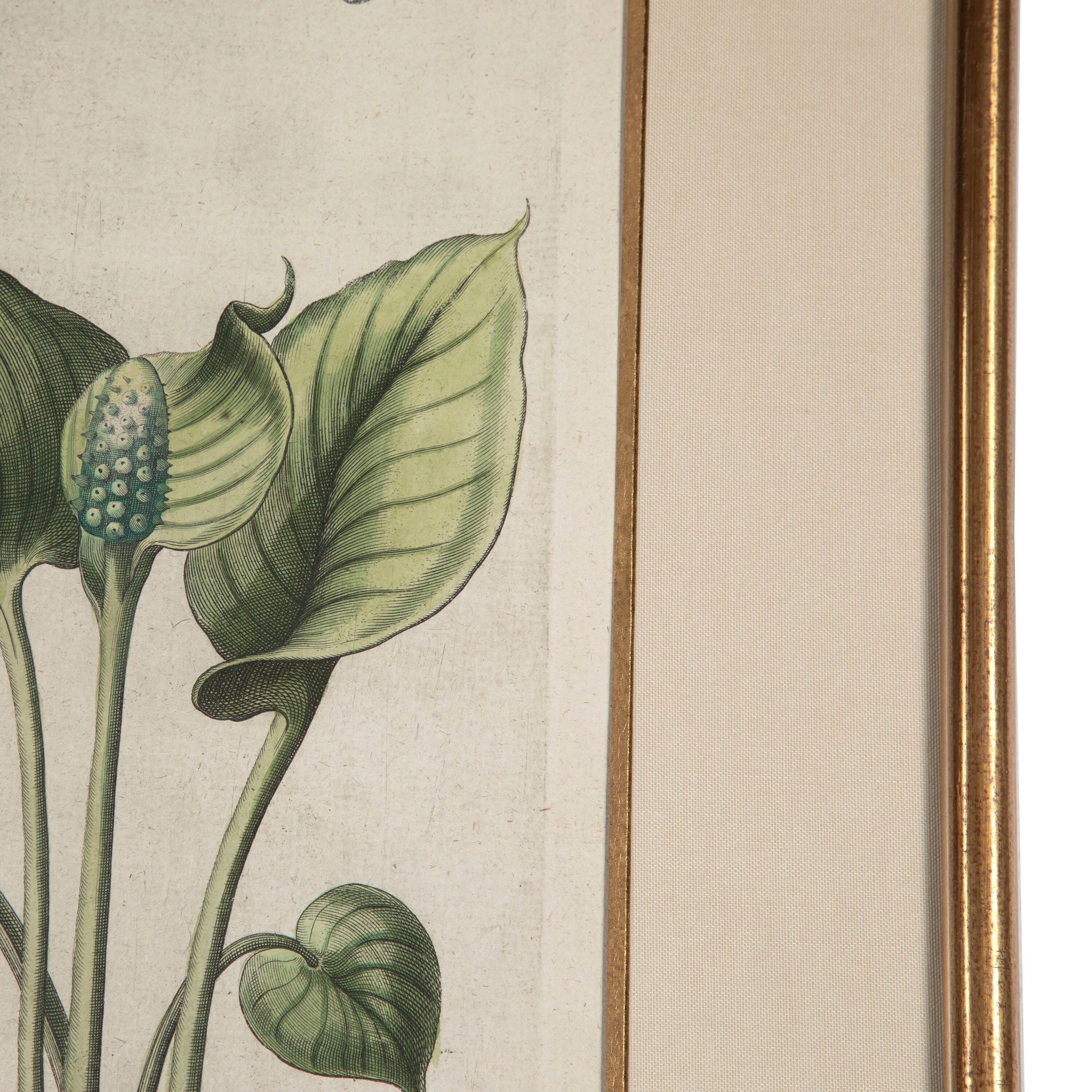 17th Century Besler of Hyacinth Print In Good Condition In Tetbury, Gloucestershire