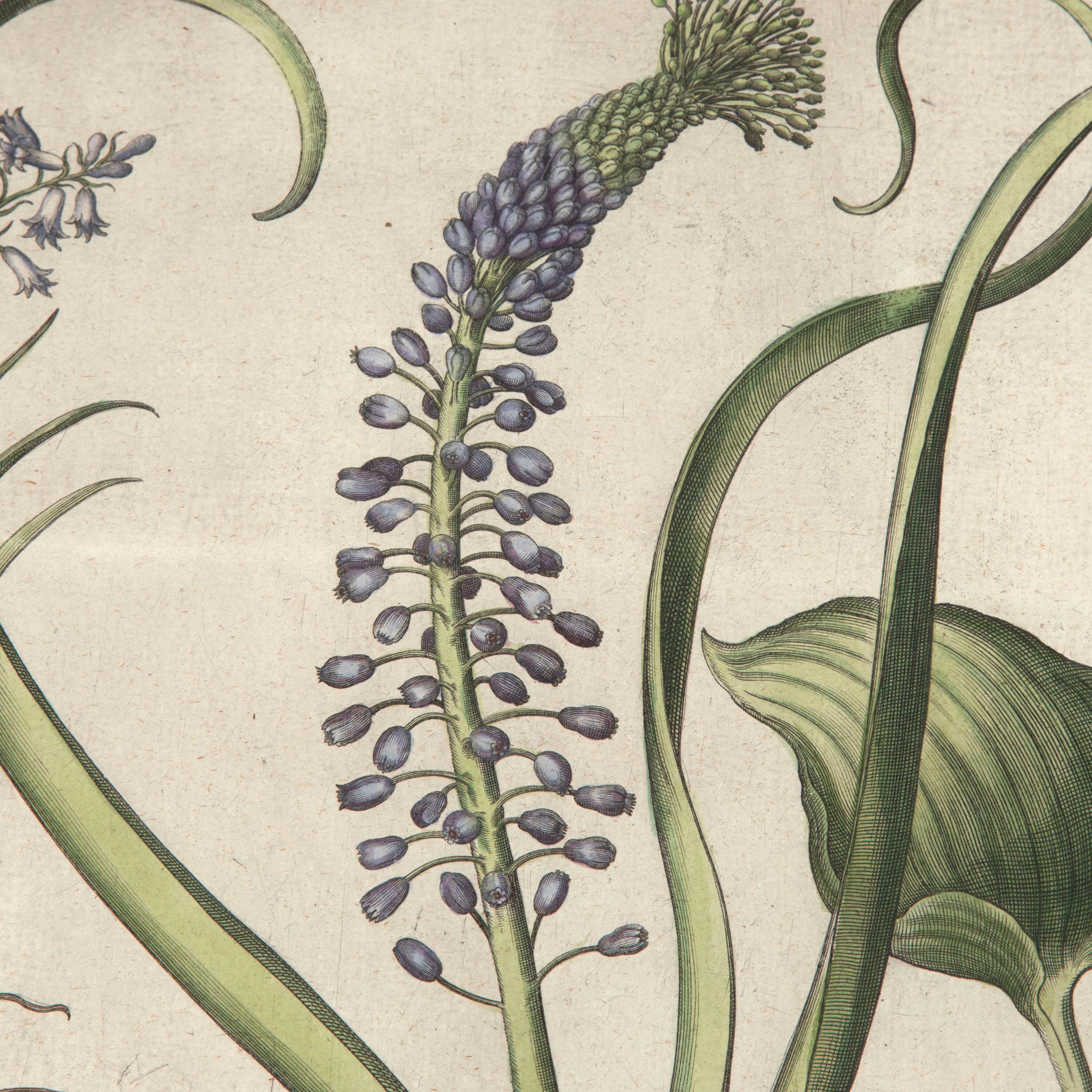 18th Century and Earlier 17th Century Besler of Hyacinth Print