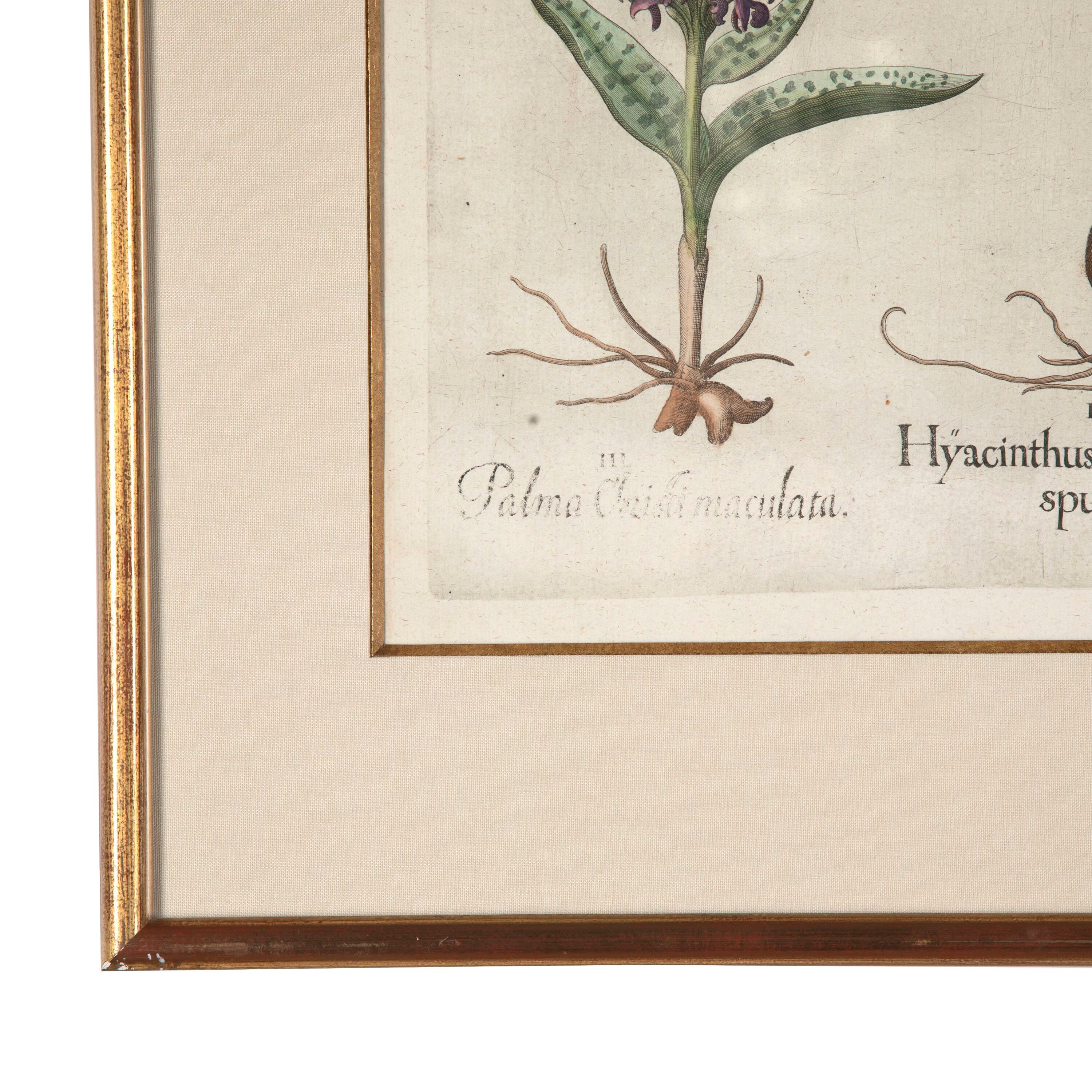 17th Century Besler of Hyacinth Print 1