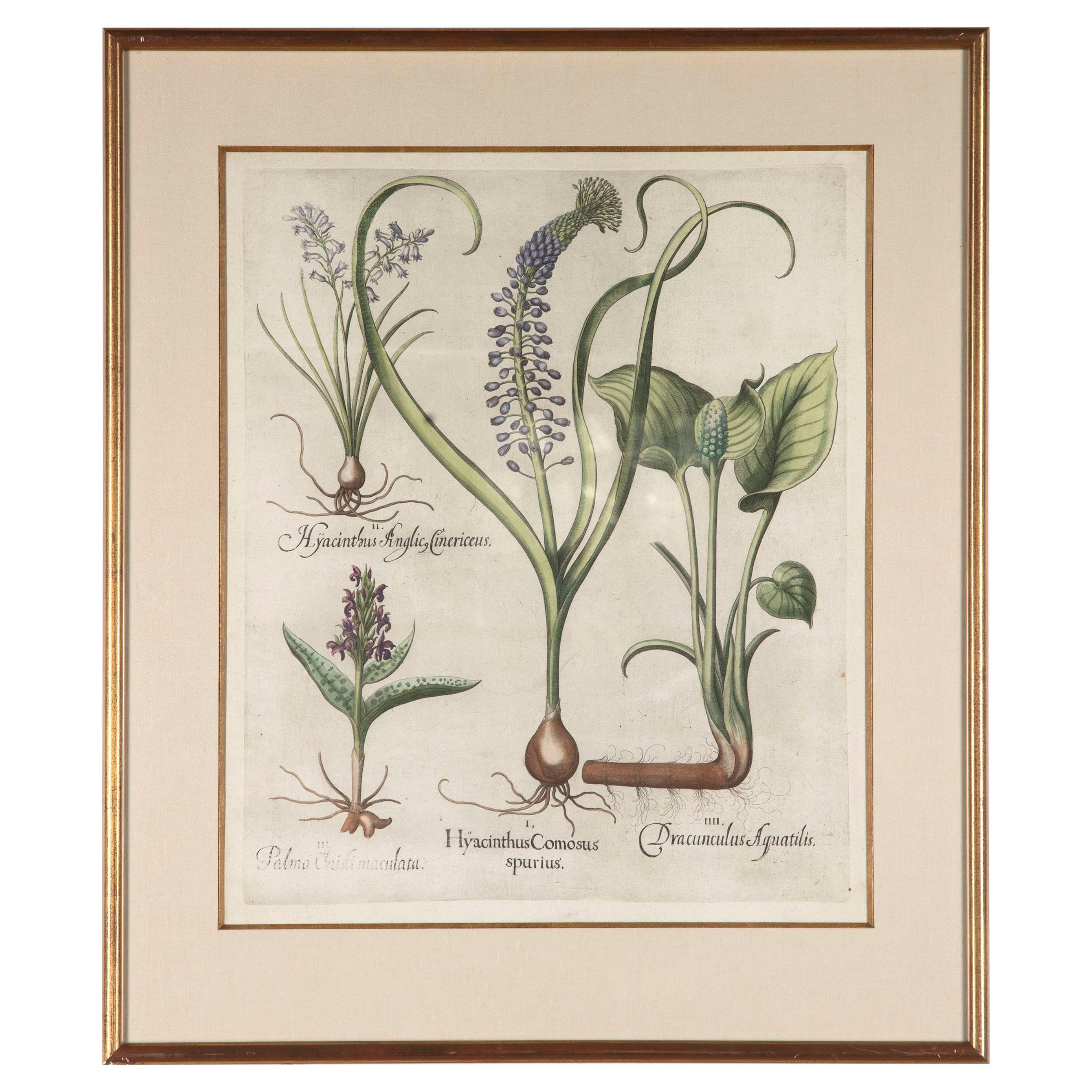 17th Century Besler of Hyacinth Print