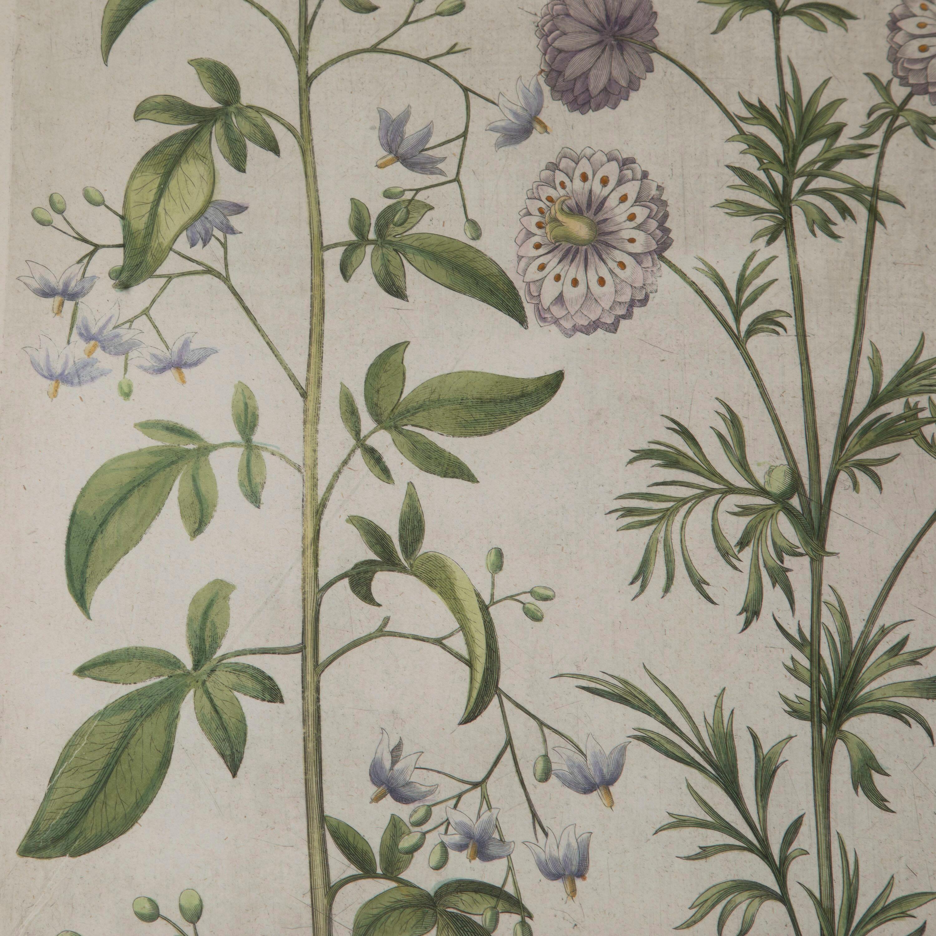 German 17th Century Besler of Nigella Print