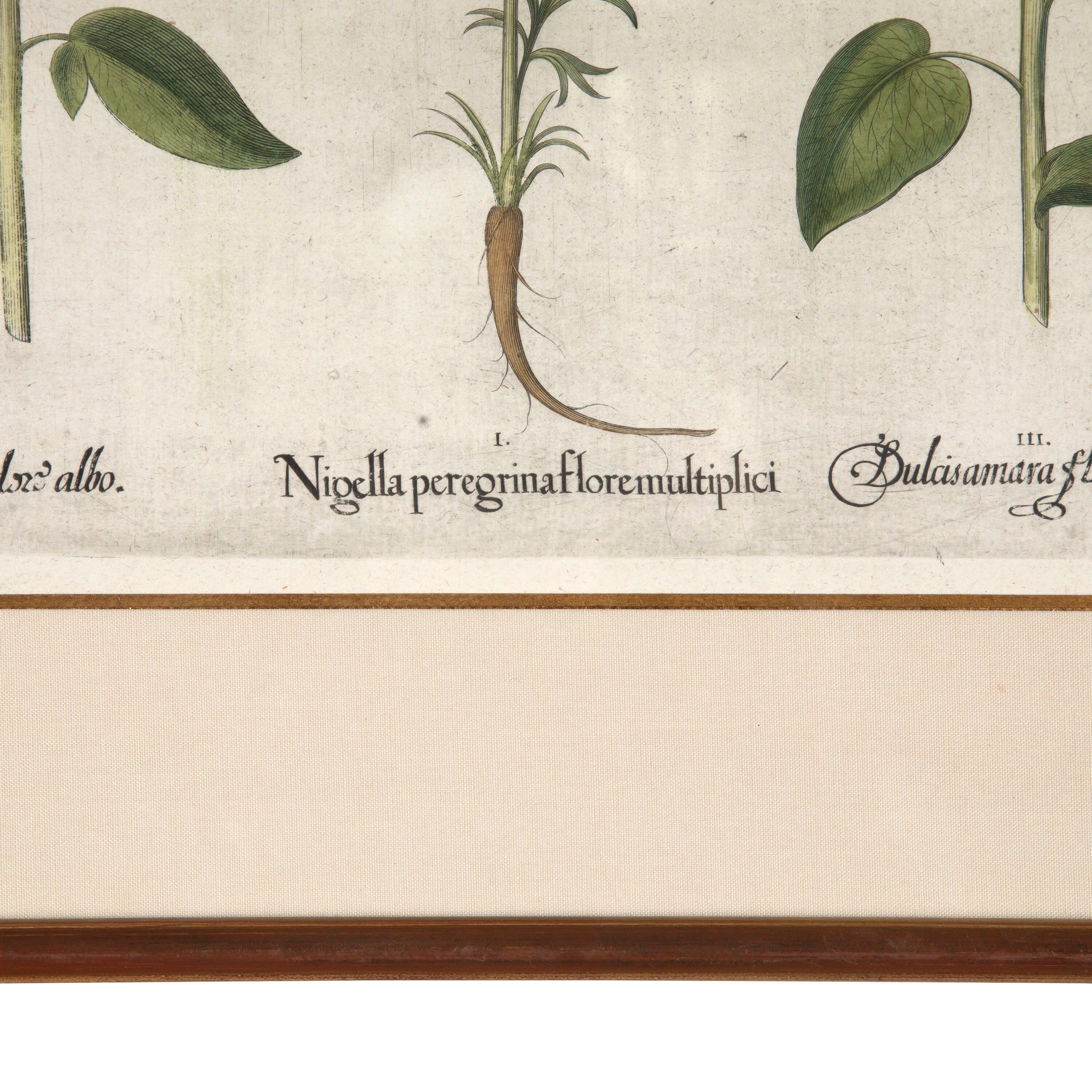 18th Century and Earlier 17th Century Besler of Nigella Print