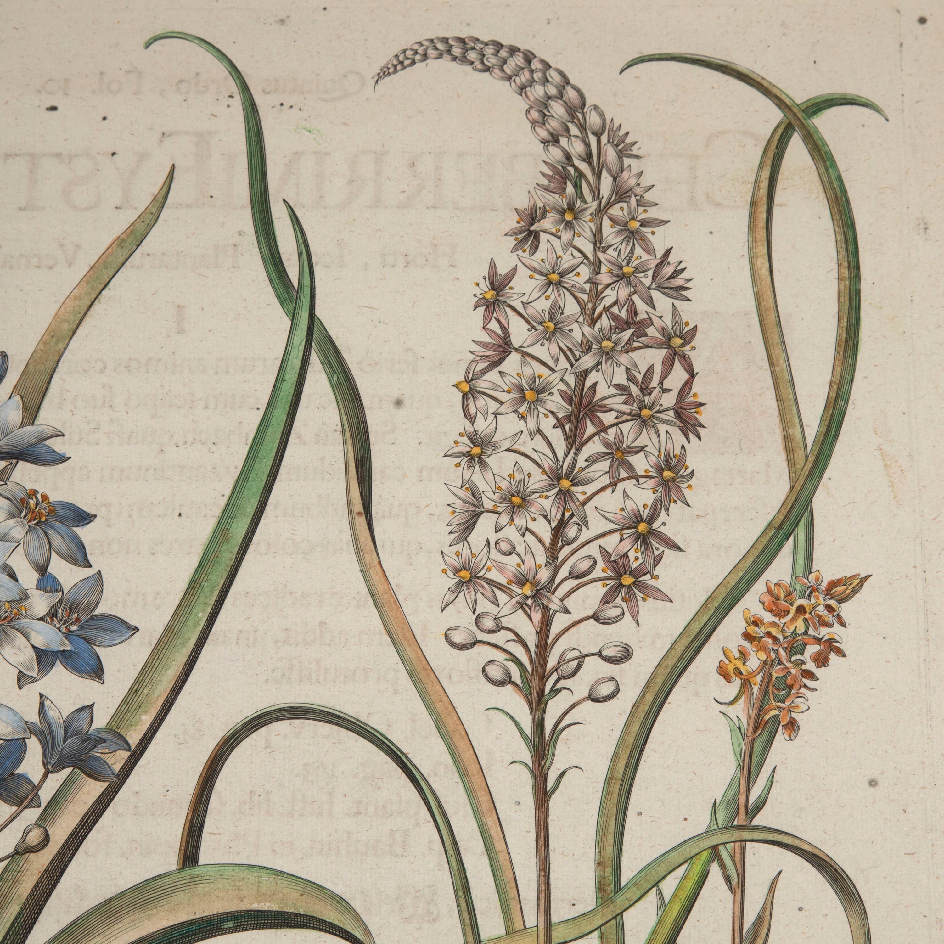 Lovely 17th century Star-of-Bethlehem botanical engraving, by Basilius Besler. 

Basilius Besler (1561-1629) was a prominent botanist and apothecarist in Nuremberg. He was tasked with curating the garden of Johann Konrad von Gemmingen, the Prince