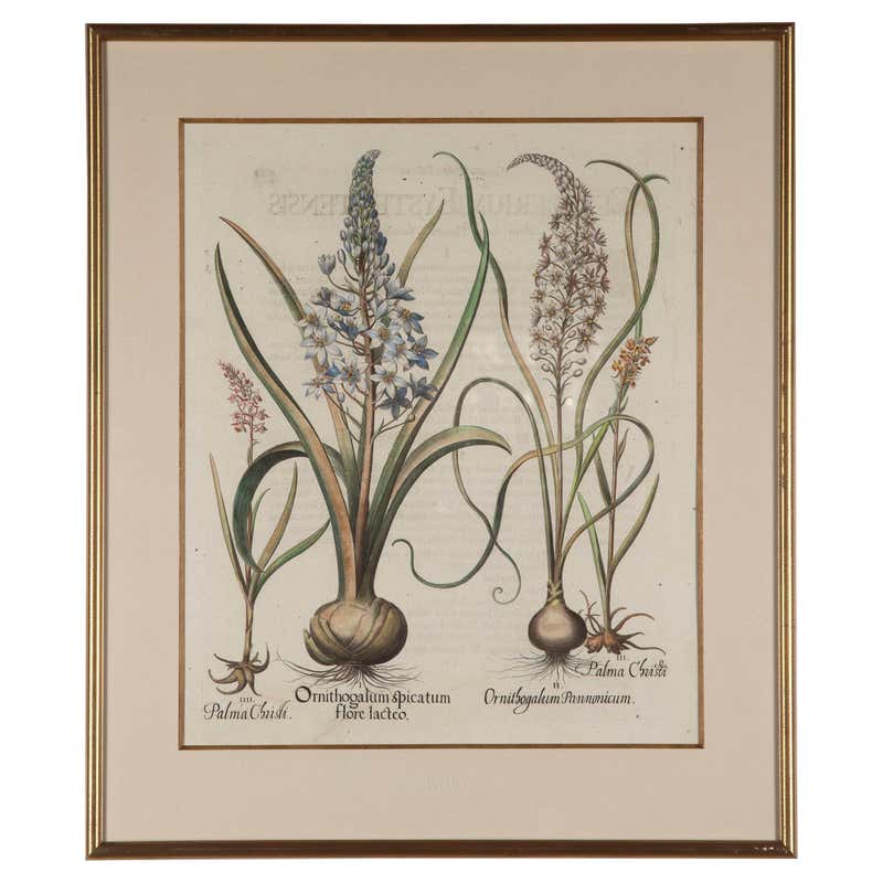 Set of 12 Framed Botanical Etchings, 18th Century at 1stDibs