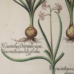 17th Century Besler of Tassel Grape Hyacinth Print