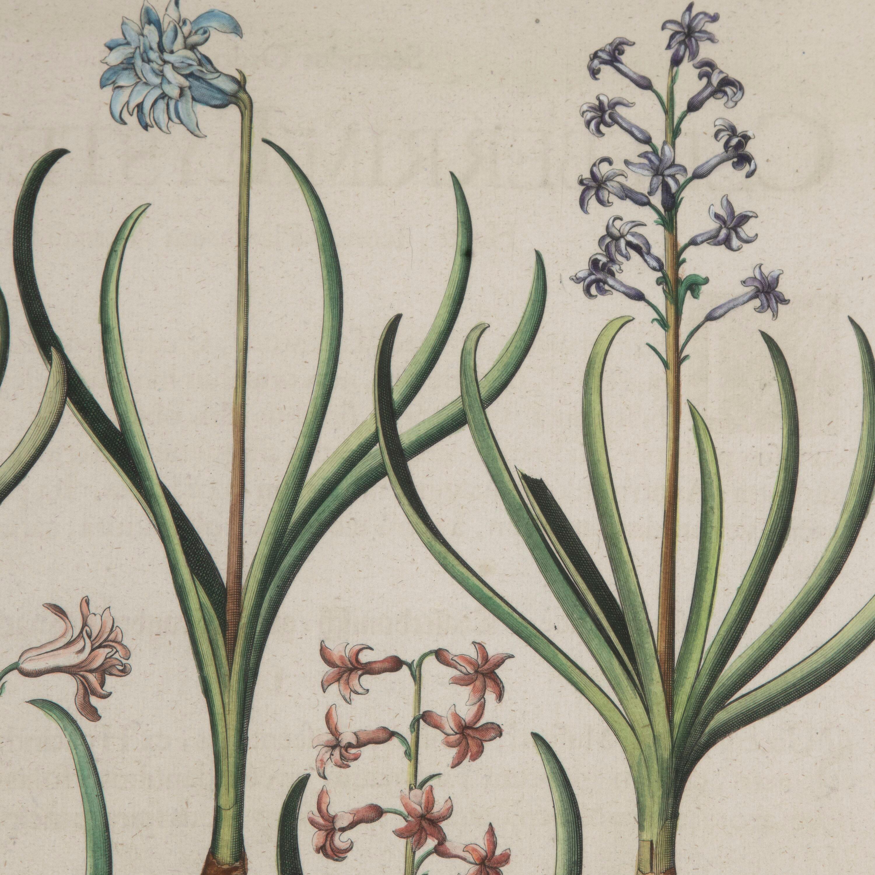German 17th Century Besler of Tassel Grape Hyacinth Print