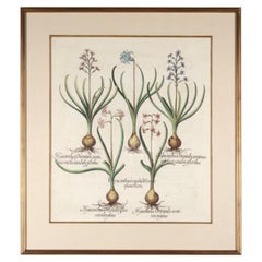 17th Century Besler of Tassel Grape Hyacinth Print