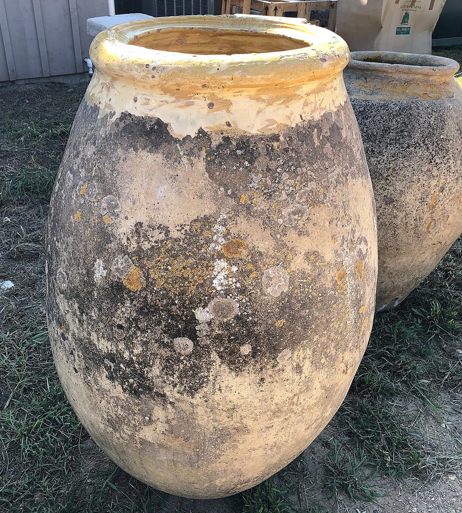 olive jar planters