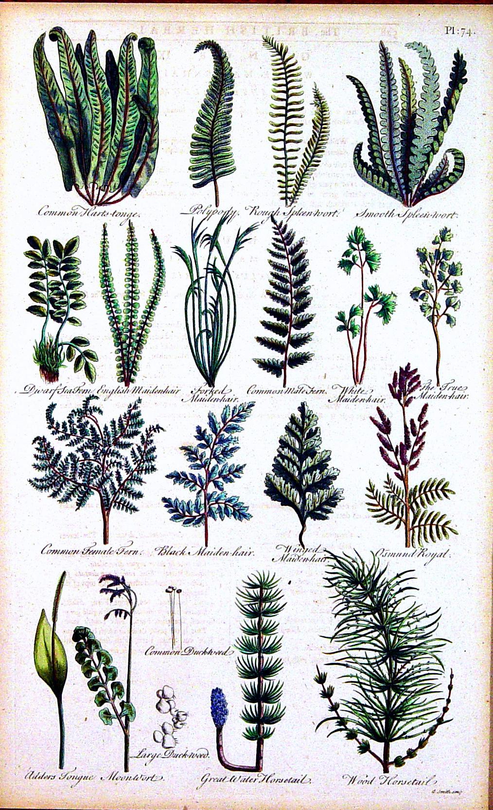 John Parkinson was the last of the great English herbalists and one of the first of the great English botanists. Here the pair of prints show mosses and lichen and the other of ferns.

From: Paradisi in sole Paradisus Terrestris: or a garden of