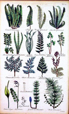 Incisioni botaniche di muschi e felci del XVII secolo di John Parkinson