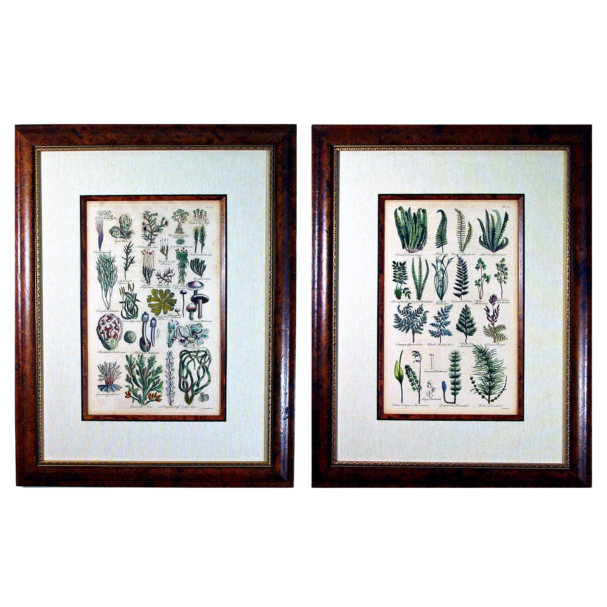 17th-Century Botanical Engravings of Mosses and Ferns By John Parkinson For Sale