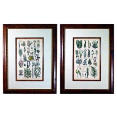 Antique 17th-Century Botanical Engravings of Mosses and Ferns By John Parkinson
