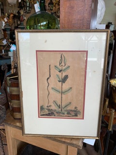 17th Century Dutch Watercolor Etching of Apocynum Virginianum