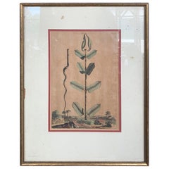 17th Century Dutch Watercolor Etching of Apocynum Virginianum