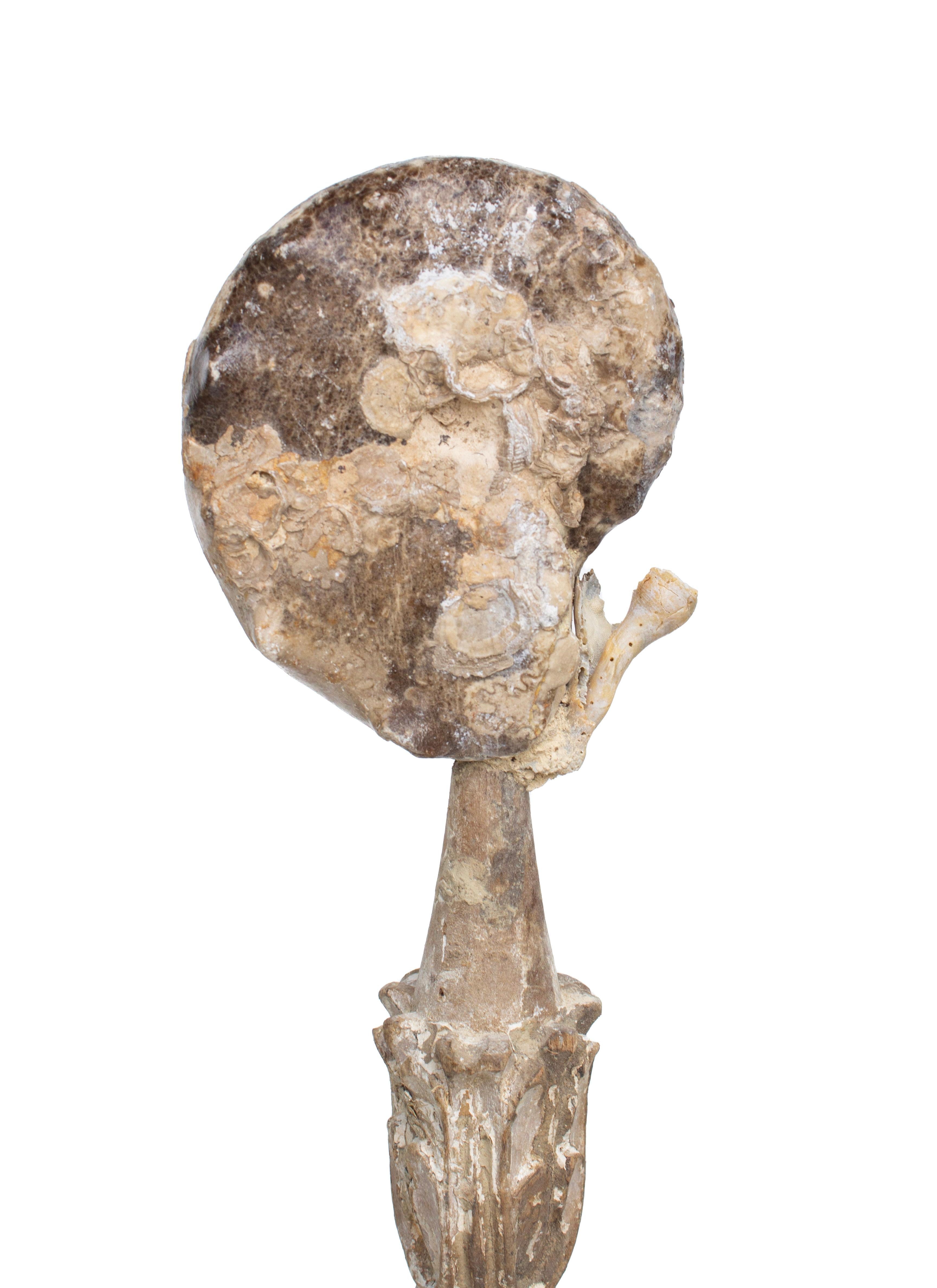 Hand-Carved 17th Century 'Florence Fragment' Candlestick with Natural Ammonite Shell For Sale