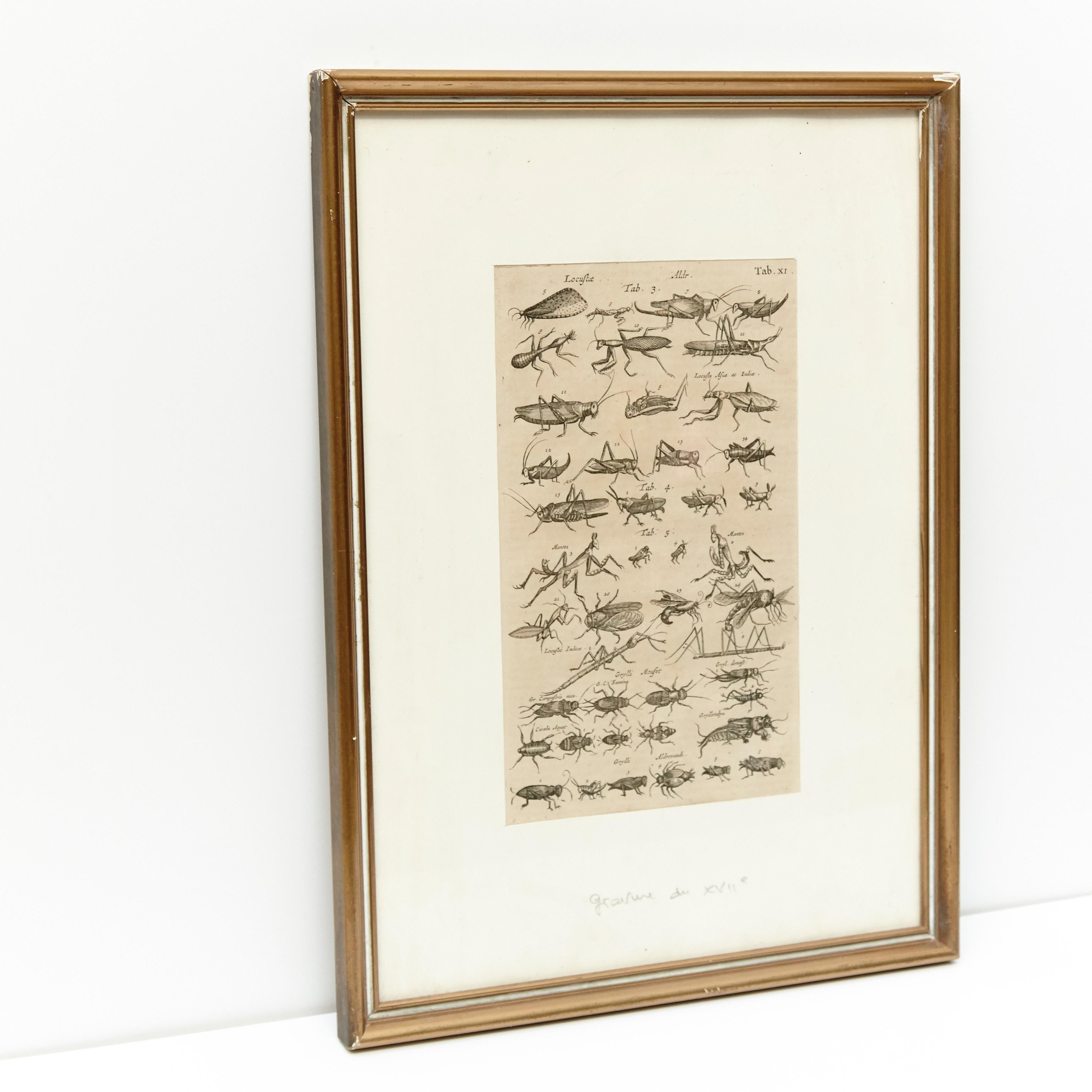 17th century French engraving of insects.

In original condition with minor wear consistent of age and use, preserving a beautiful patina.

 