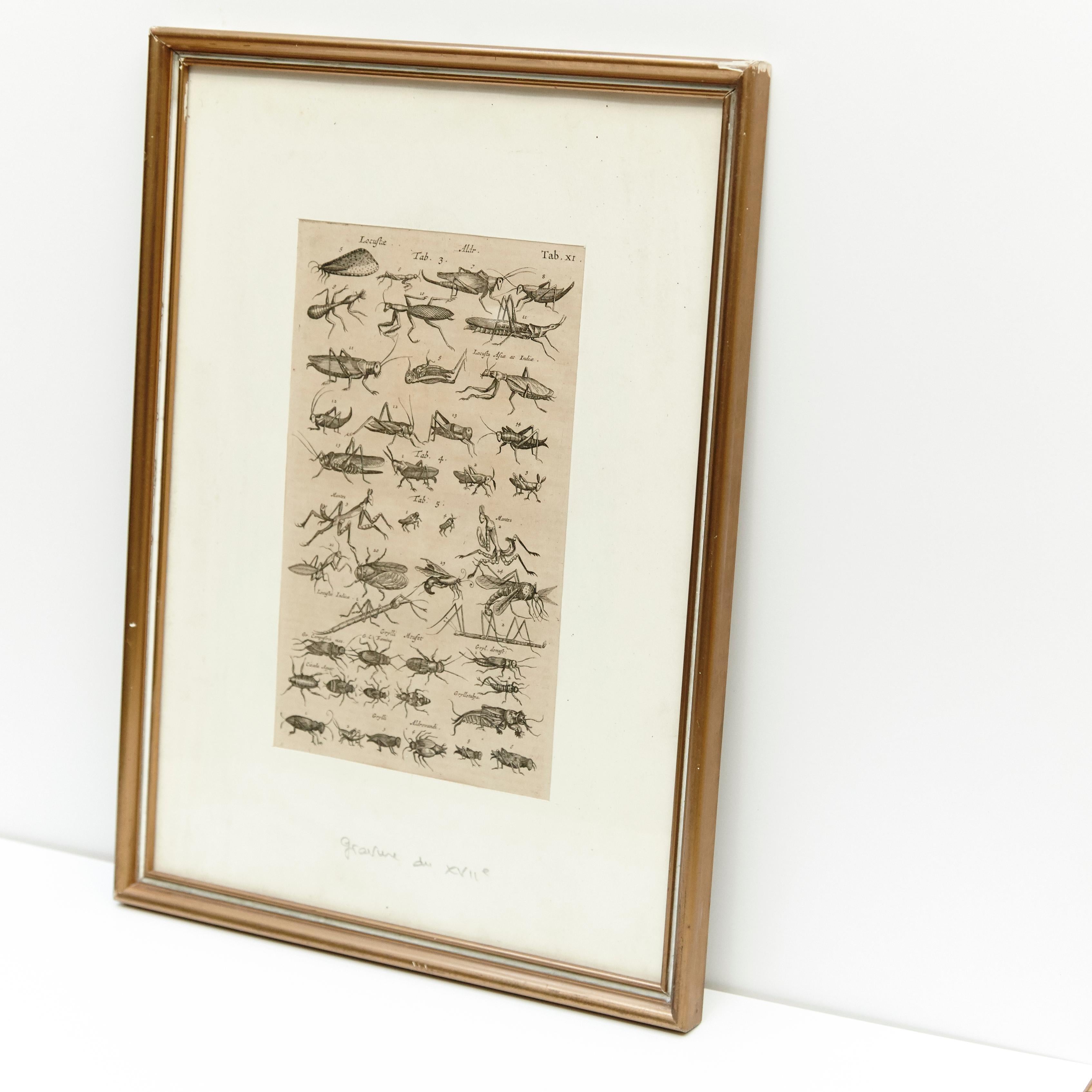 Mid-Century Modern 17th Century French Engraving of Insects
