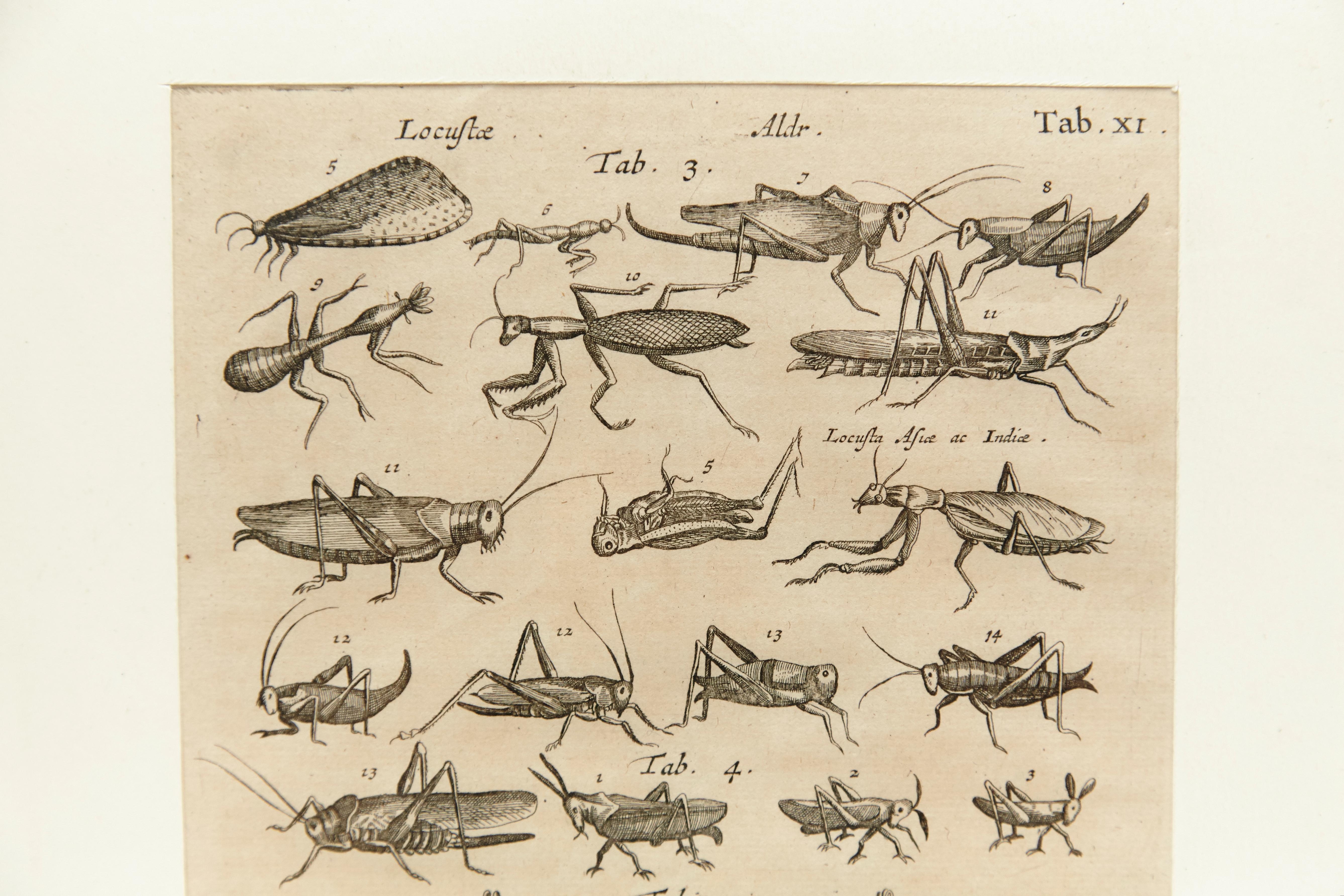 17th Century French Engraving of Insects In Fair Condition In Barcelona, Barcelona