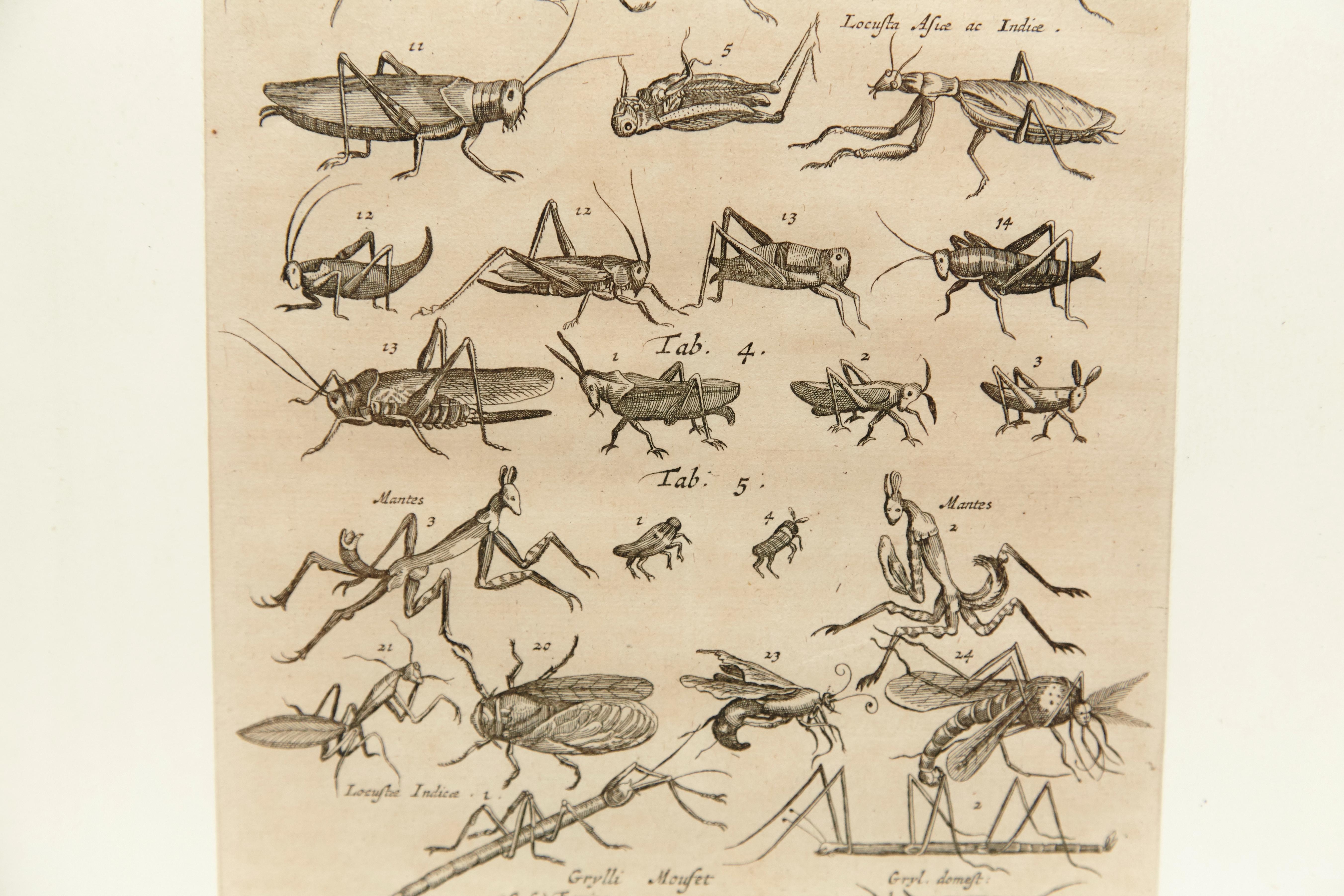 18th Century and Earlier 17th Century French Engraving of Insects