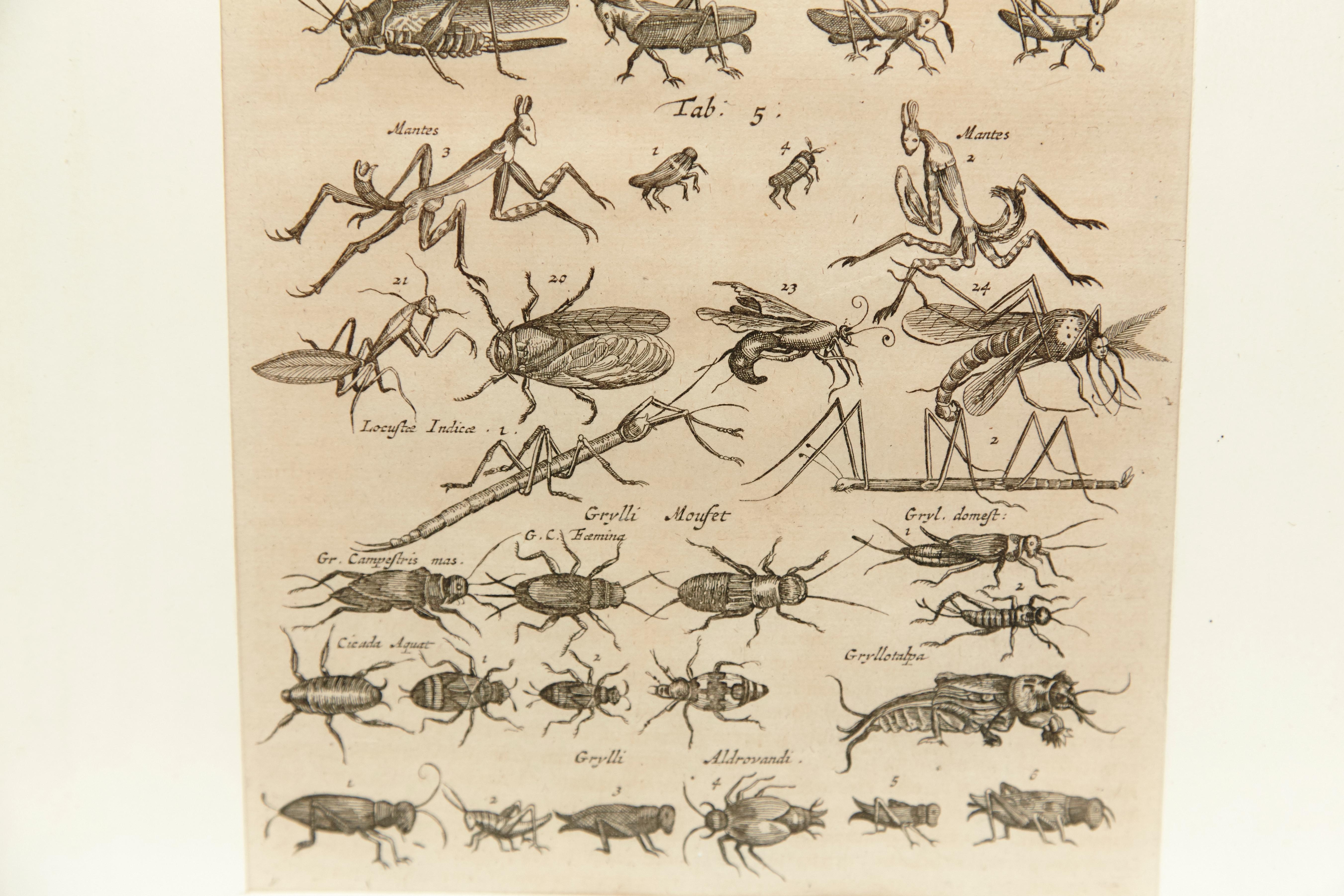Paper 17th Century French Engraving of Insects