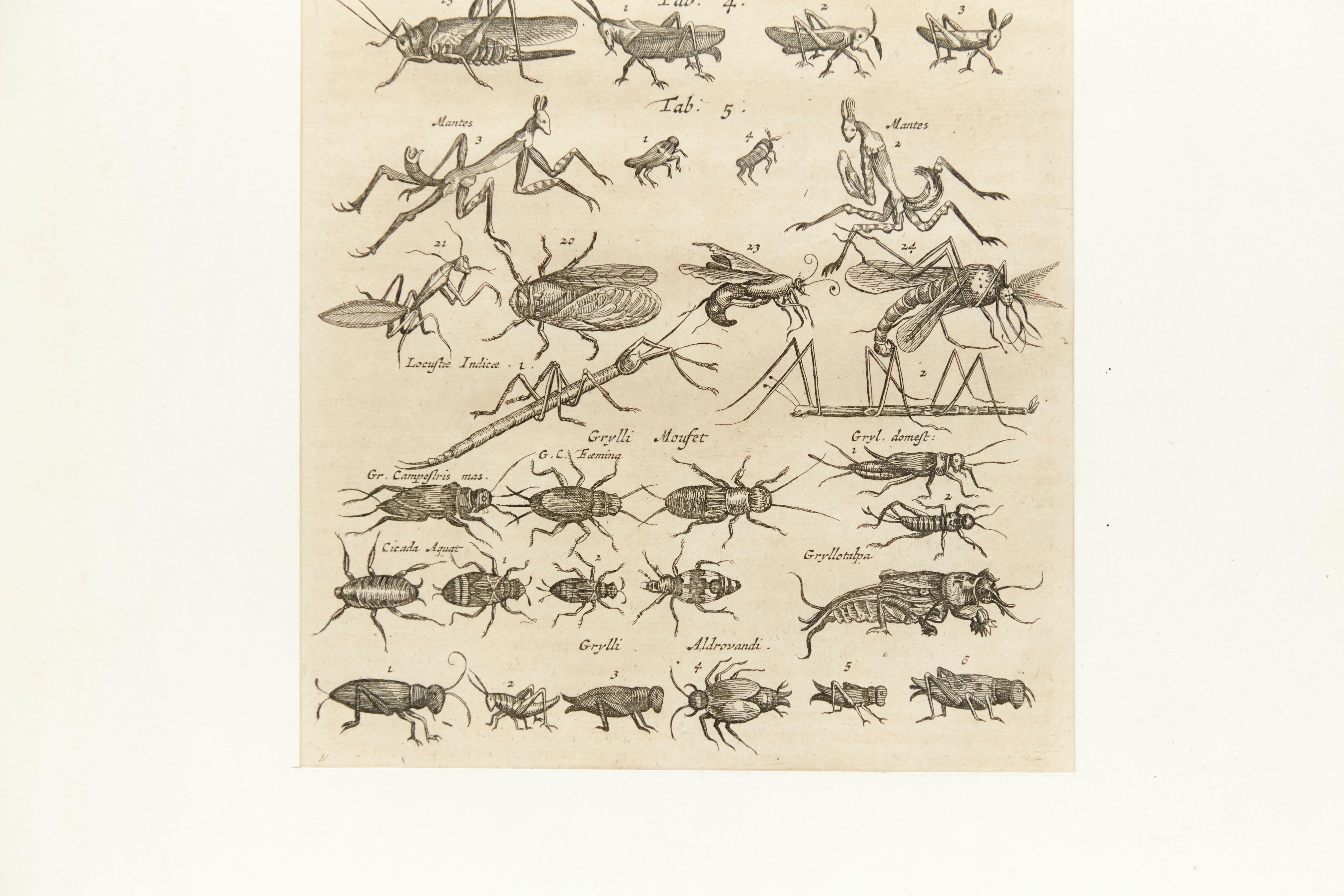 17th Century French Engraving of Insects 1