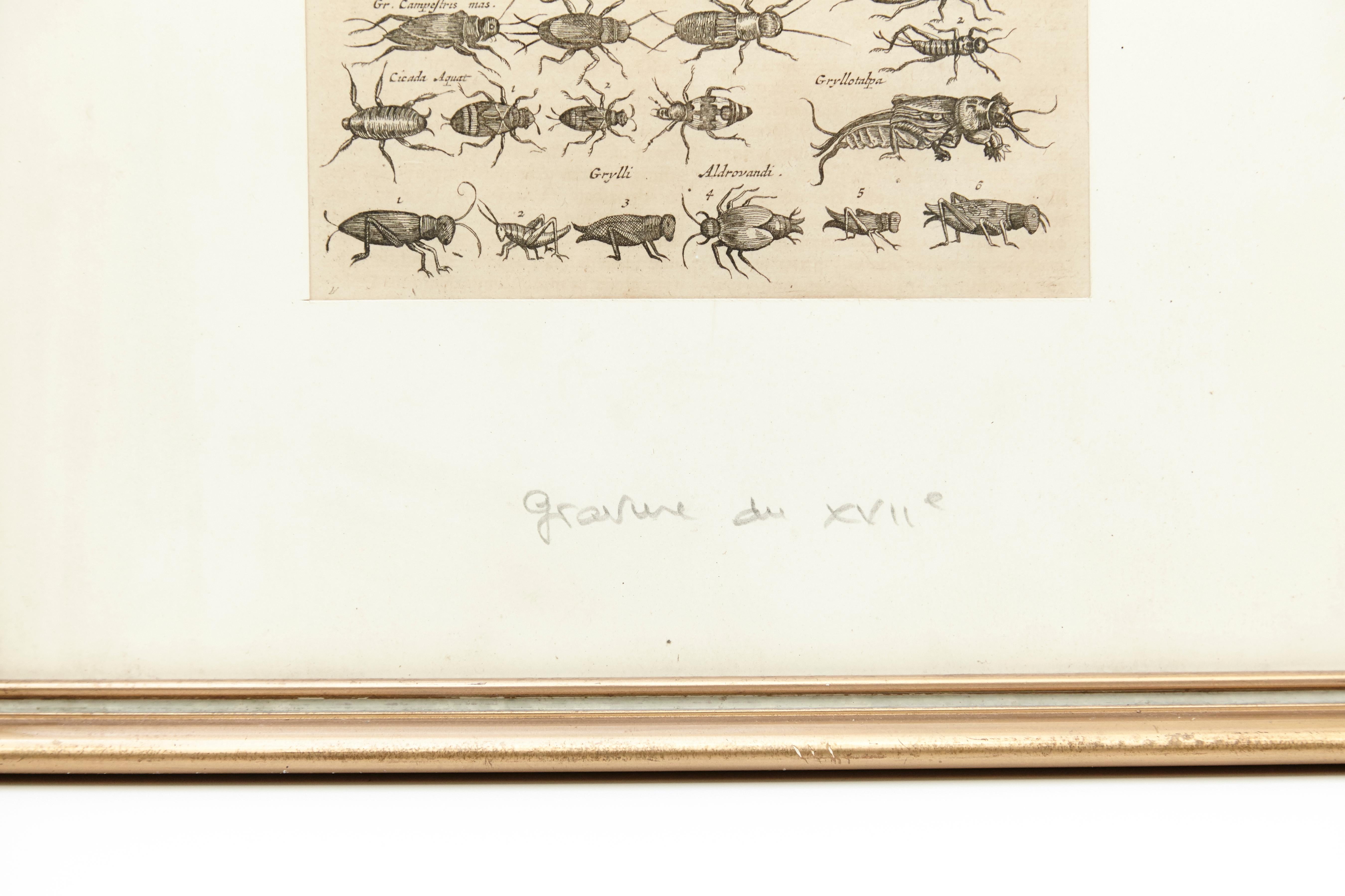 17th Century French Engraving of Insects 2
