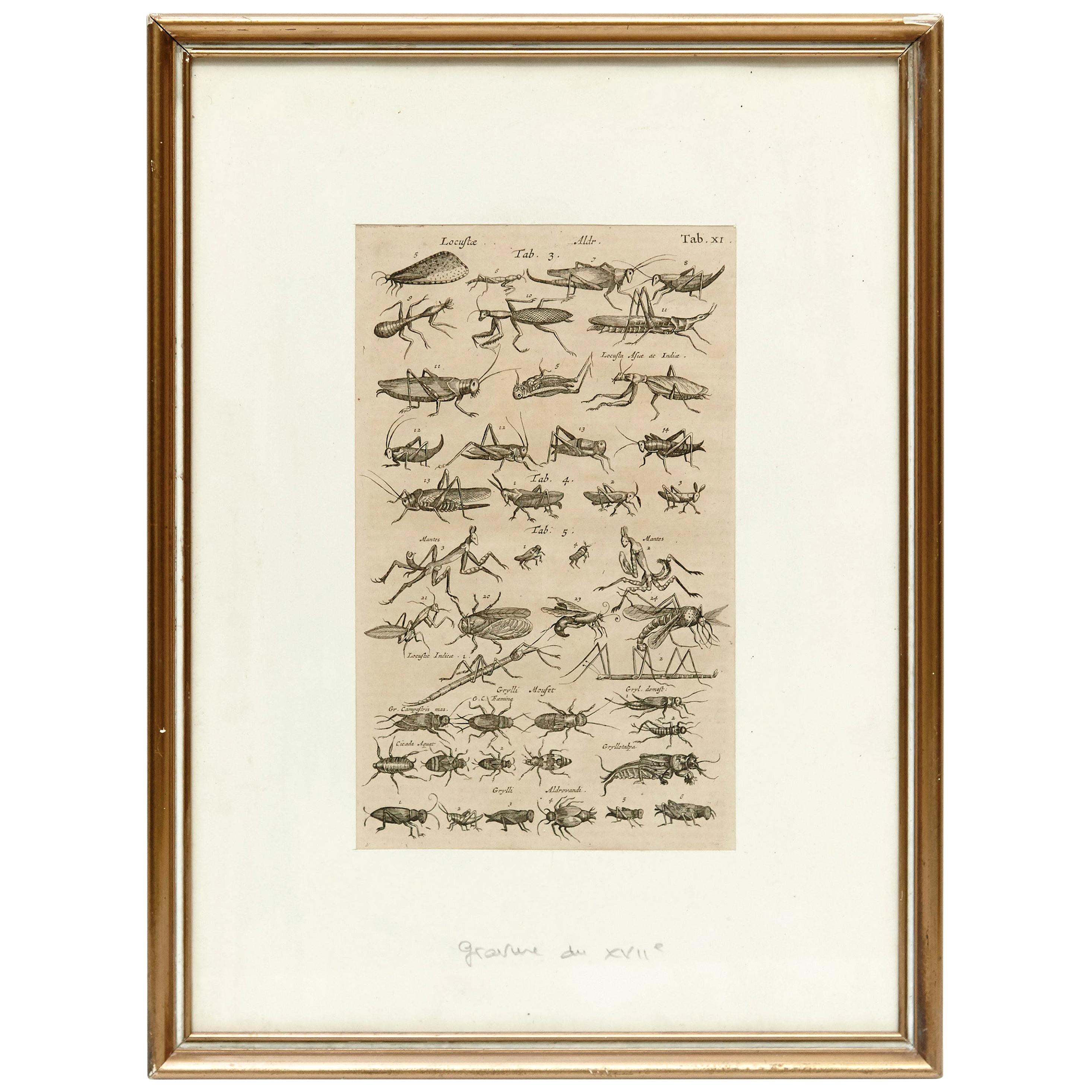 17th Century French Engraving of Insects