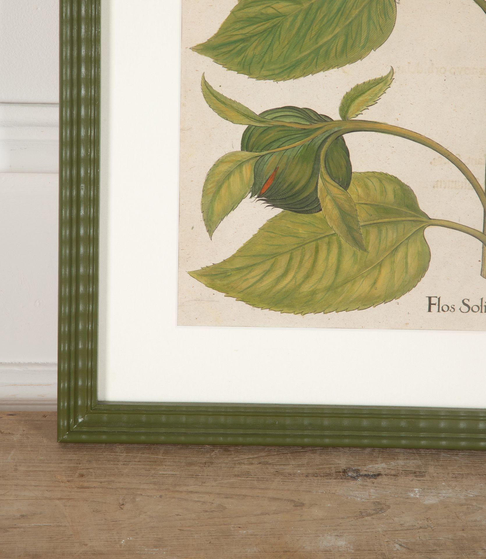 Superb original hand-coloured engraving of Sunflowers by Basilius Besler dating to 1640.

Basilius Besler (1561-1629) was a prominent botanist and apothecary in Nuremberg. He was tasked with curating the garden of Johann Konrad von Gemmingen, the