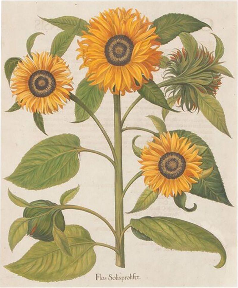 Superb original hand-coloured engraving of Sunflowers by Basilius Besler dating to 1640. 

Basilius Besler (1561-1629) was a prominent botanist and apothecary in Nuremberg. He was tasked with curating the garden of Johann Konrad von Gemmingen, the