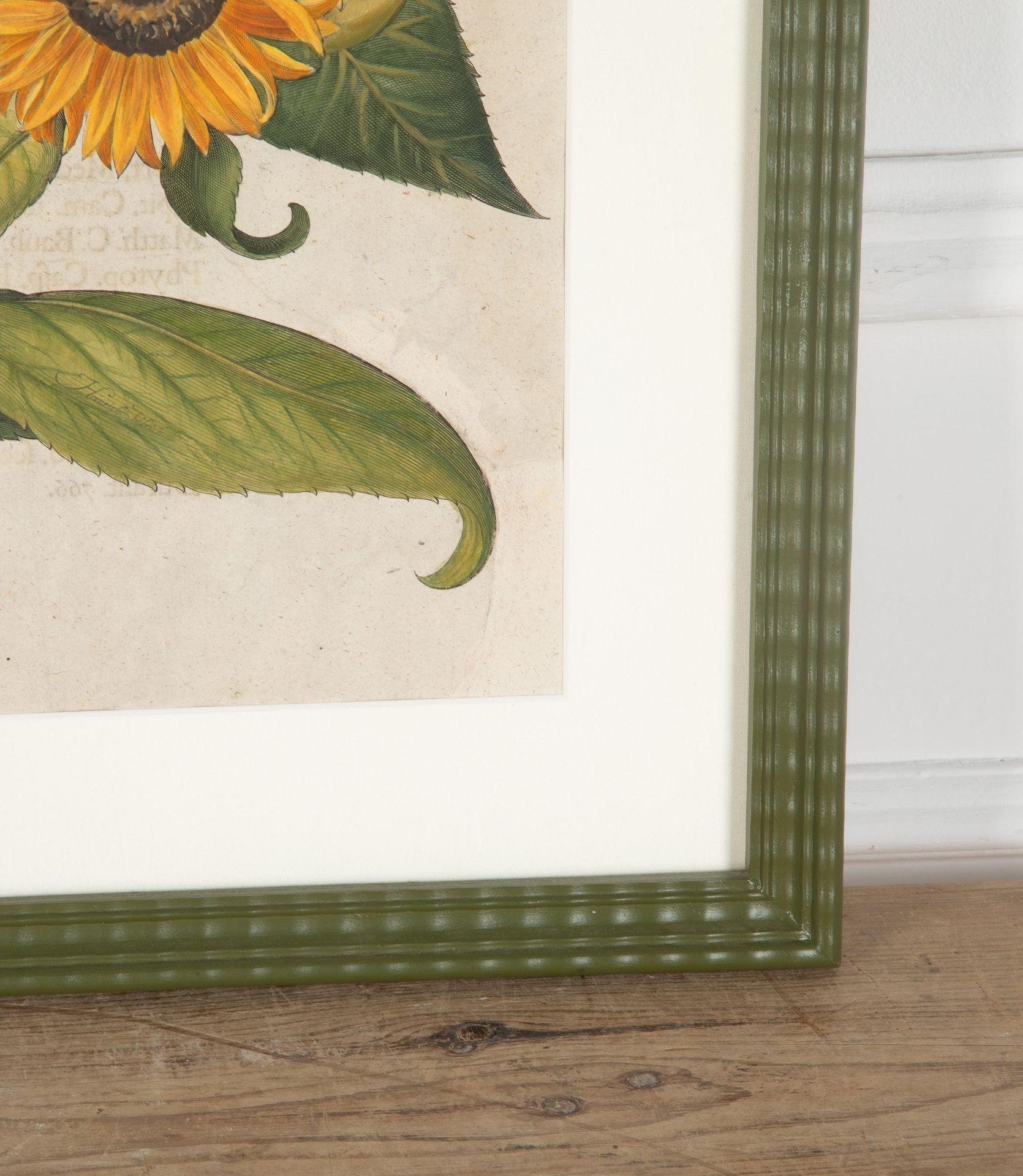 17th Century Hand Coloured Engraving of Sunflowers by Basilius Besler In Good Condition In Gloucestershire, GB