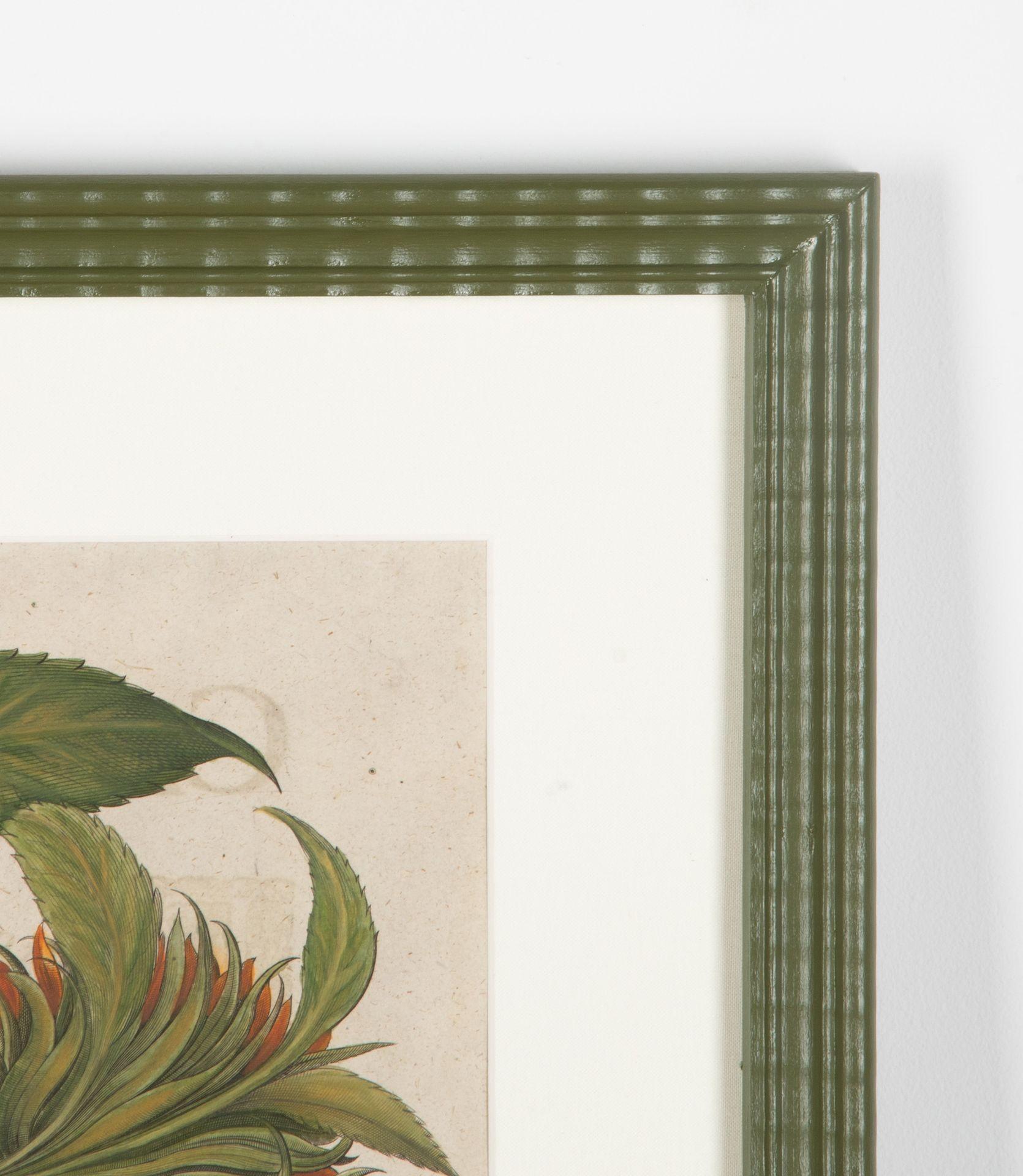 18th Century and Earlier 17th Century Hand Coloured Engraving of Sunflowers by Basilius Besler
