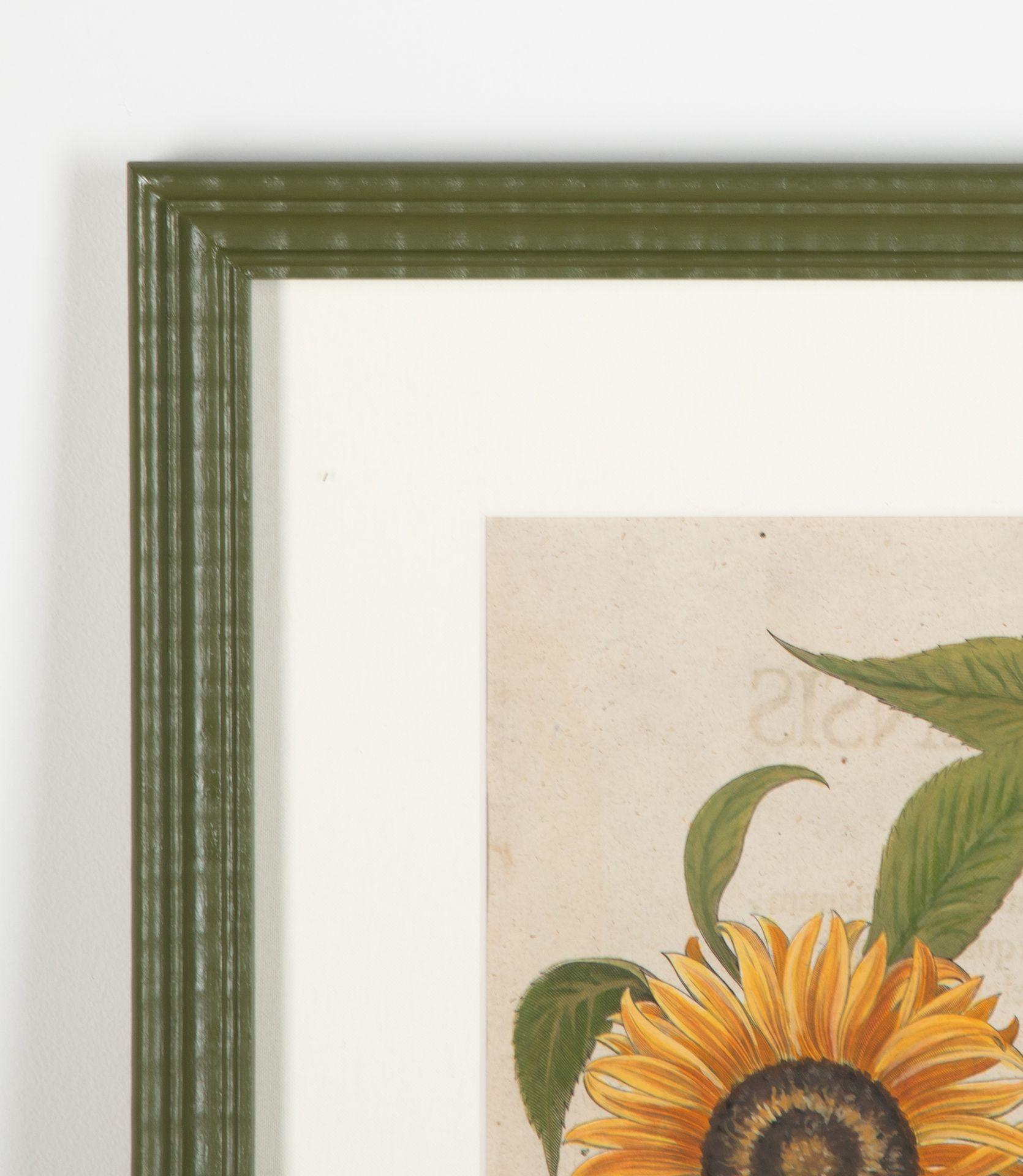Paint 17th Century Hand Coloured Engraving of Sunflowers by Basilius Besler