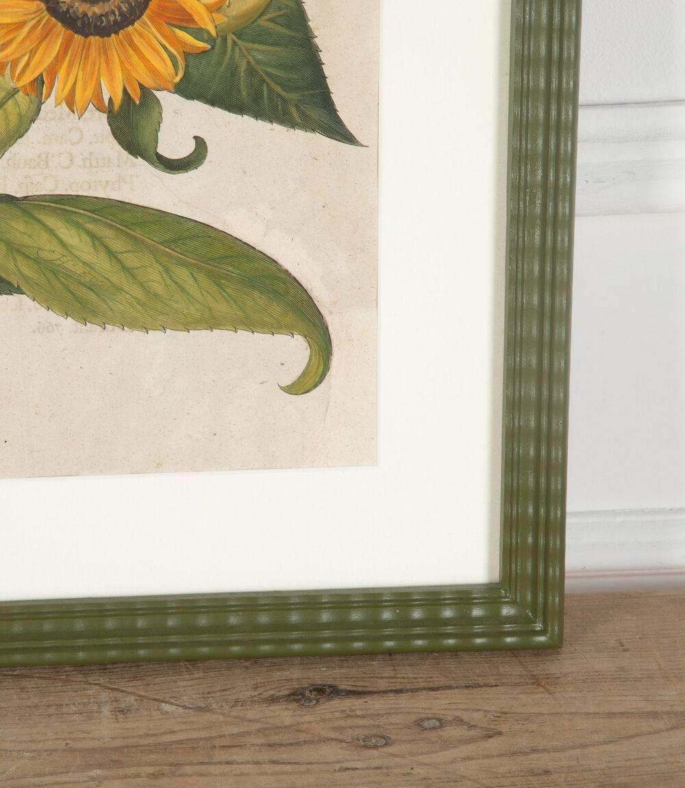 18th Century and Earlier 17th Century Hand Coloured Engraving of Sunflowers by Basilius Besler For Sale