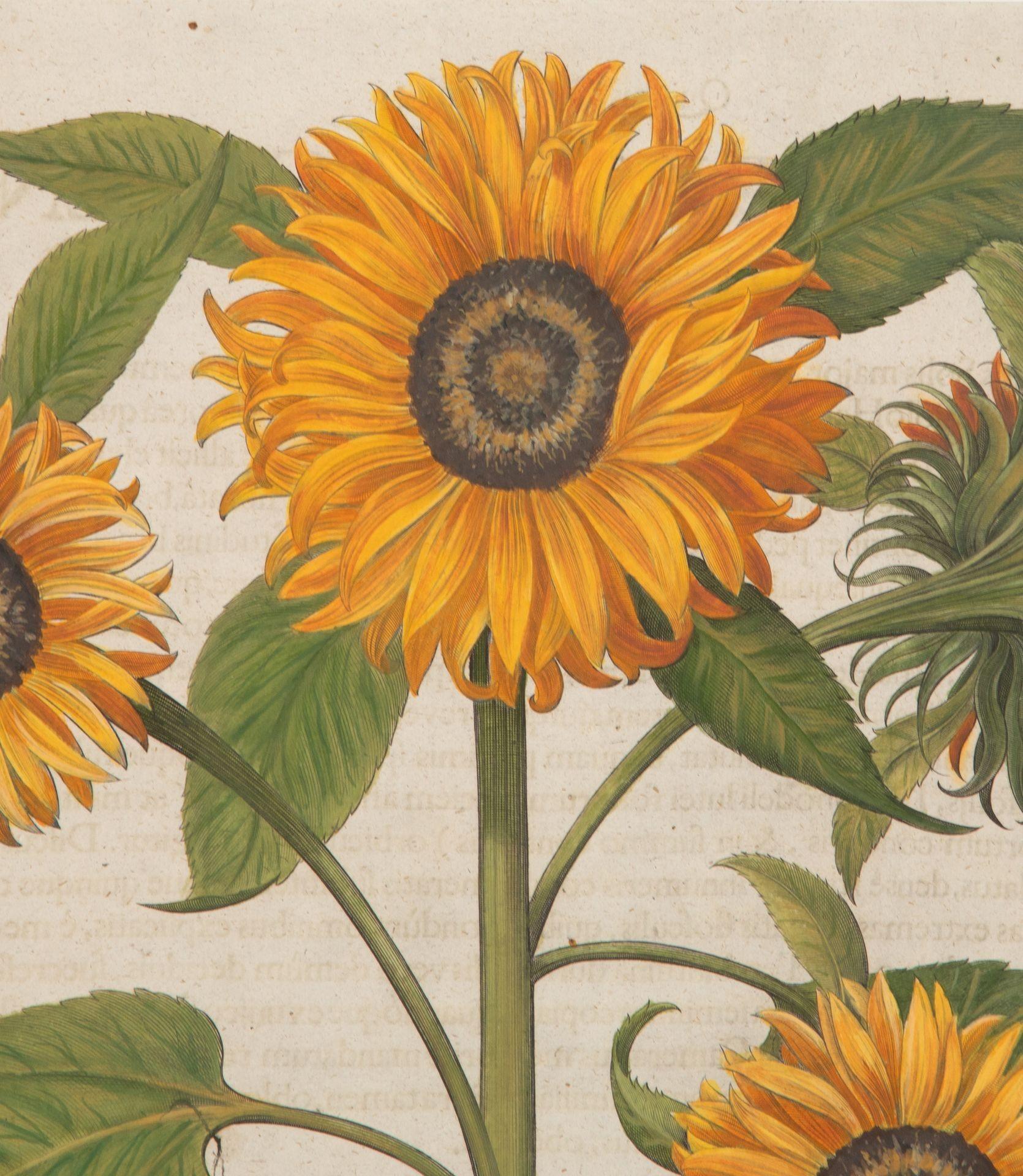 17th Century Hand Coloured Engraving of Sunflowers by Basilius Besler 1