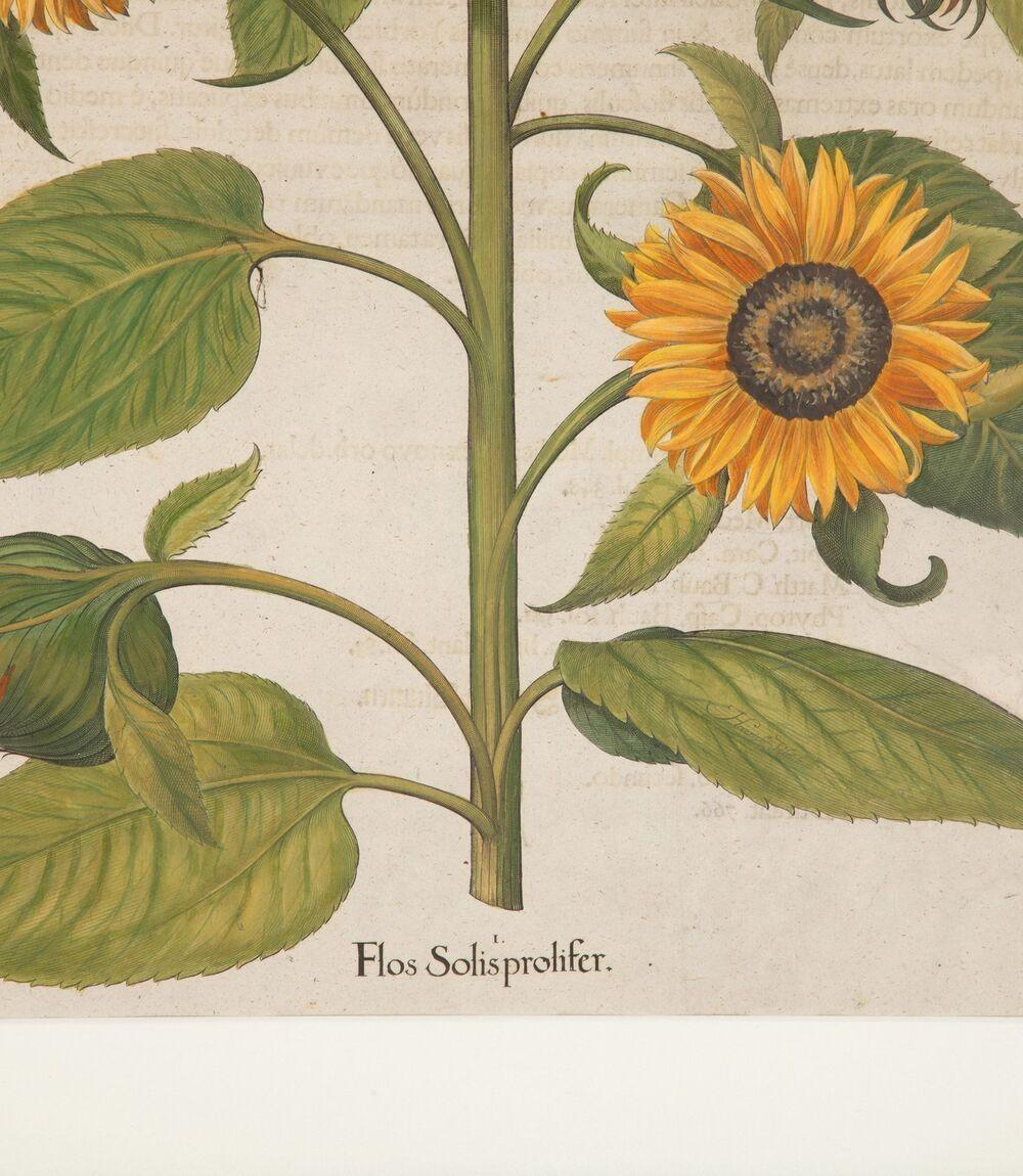 17th Century Hand Coloured Engraving of Sunflowers by Basilius Besler For Sale 2