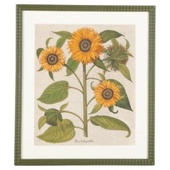 17th Century Hand Coloured Engraving of Sunflowers by Basilius Besler