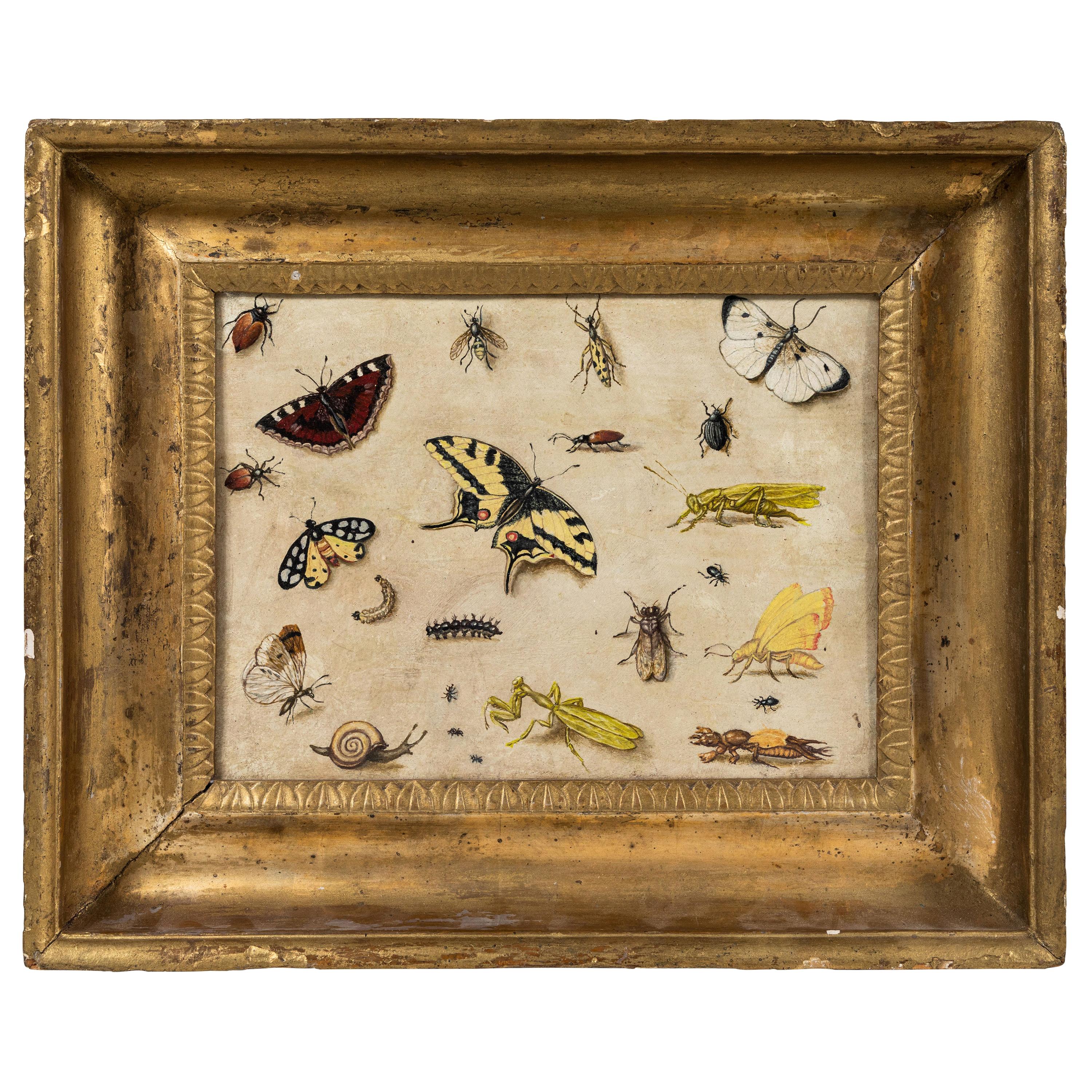 17th Century, Insect Specimen Painting