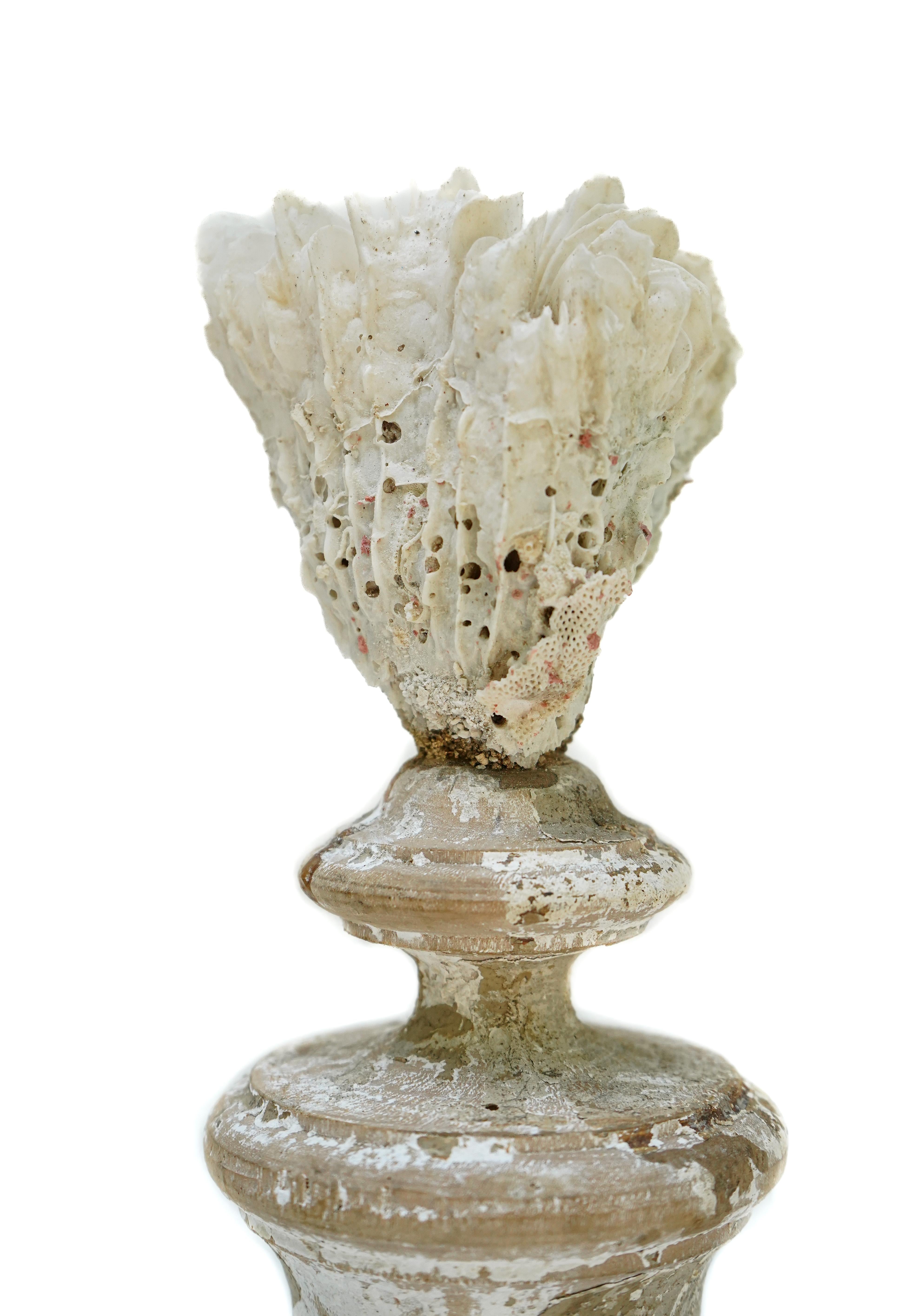 Italienische „Florence Fragment“-Vase aus dem 17. Jahrhundert mit Fossilienkoralle (Holz) im Angebot